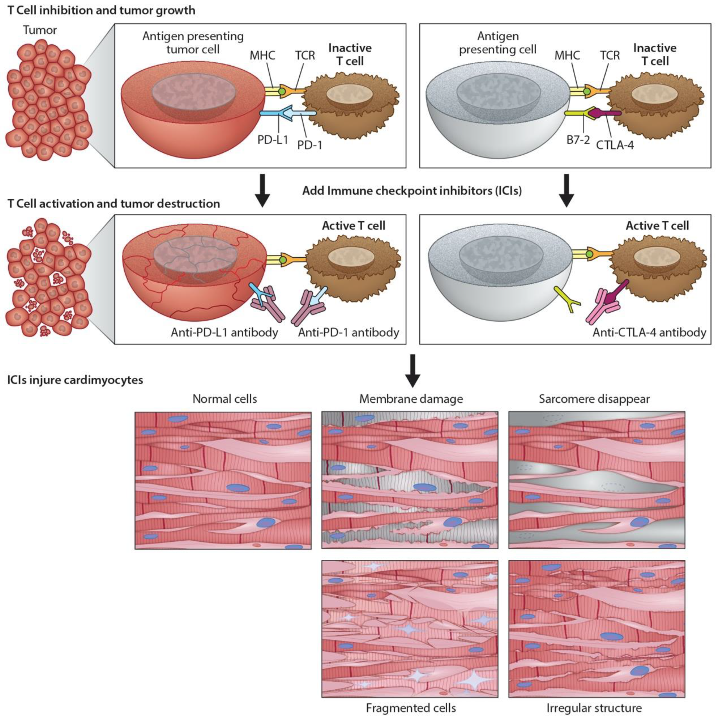 Cancers 13 00086 g002