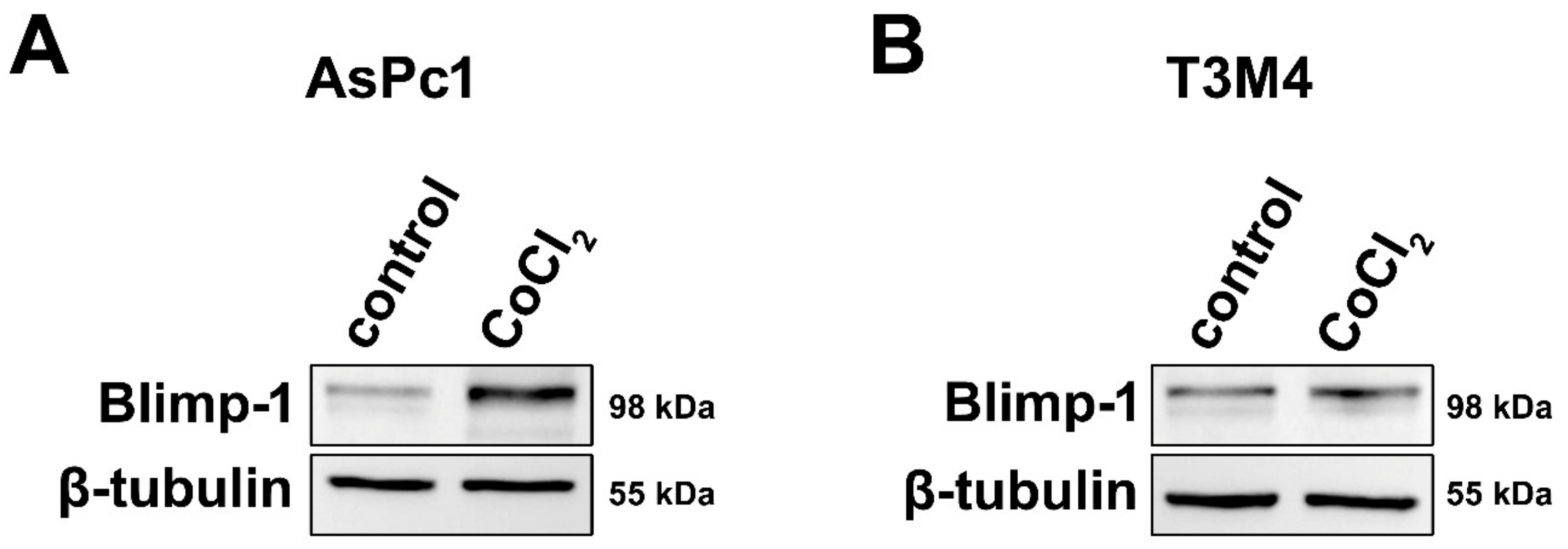 Cancers 13 00089 g002 Cancers 13 00089 g002
