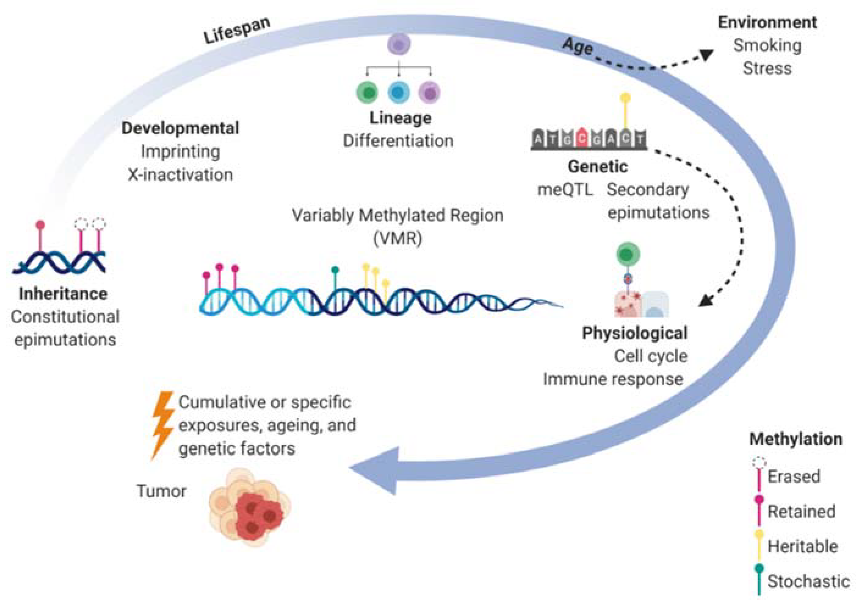 Cancers 13 00108 g001