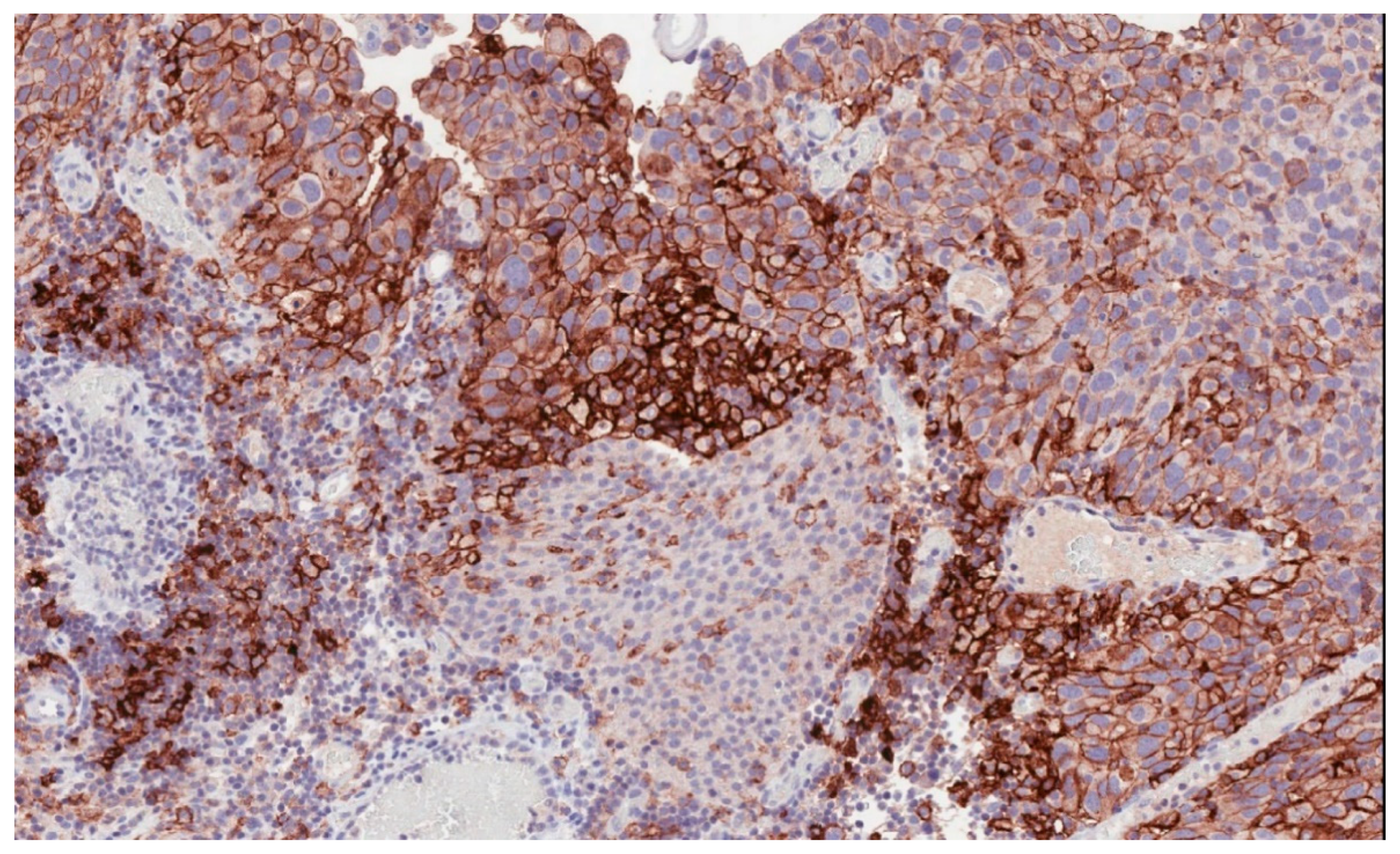 Cancers 13 00131 g001