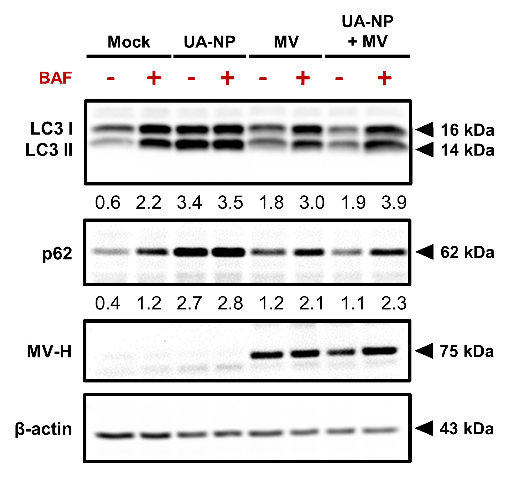 Cancers 13 00136 g007
