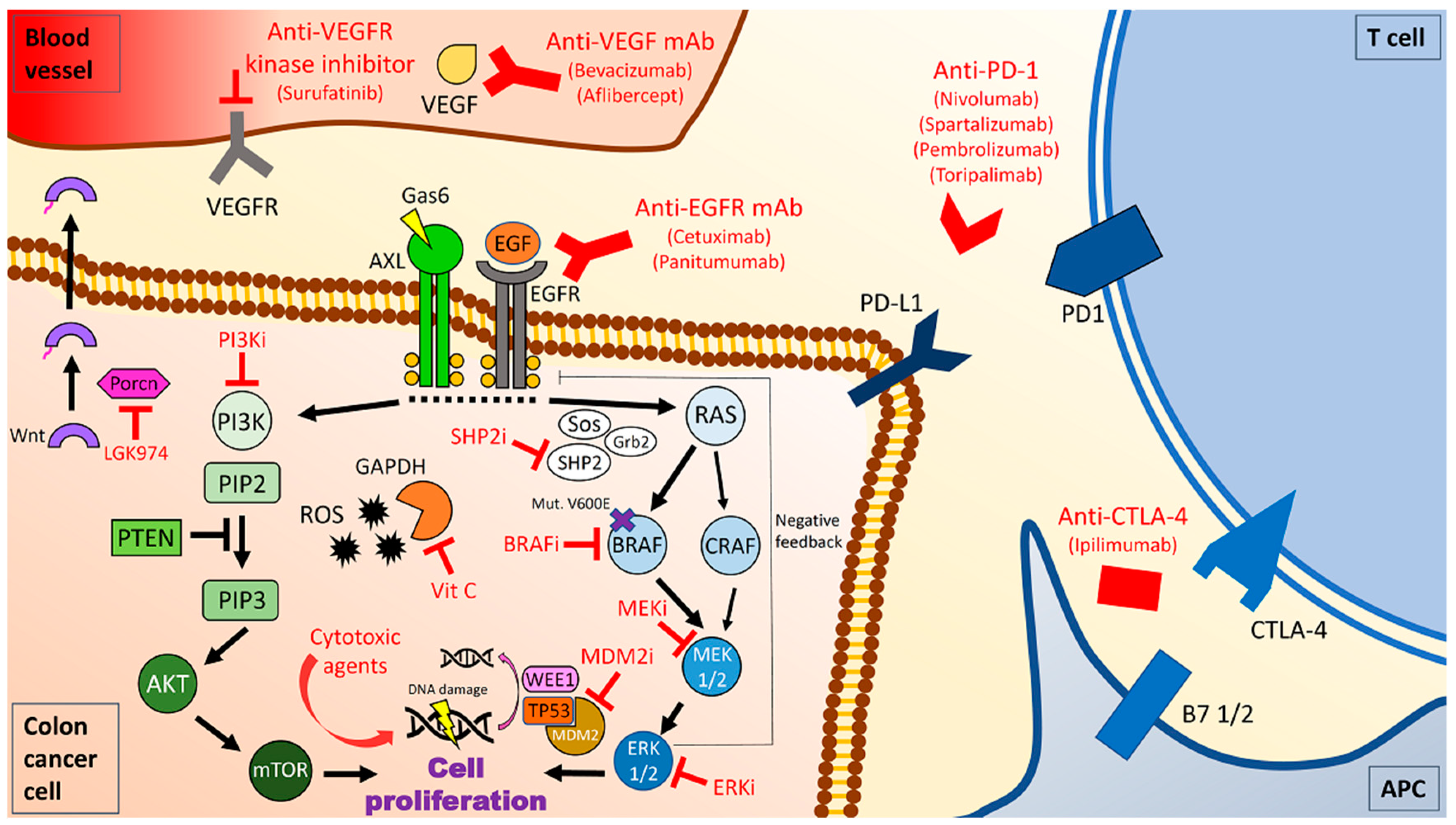 Cancers 13 00137 g001