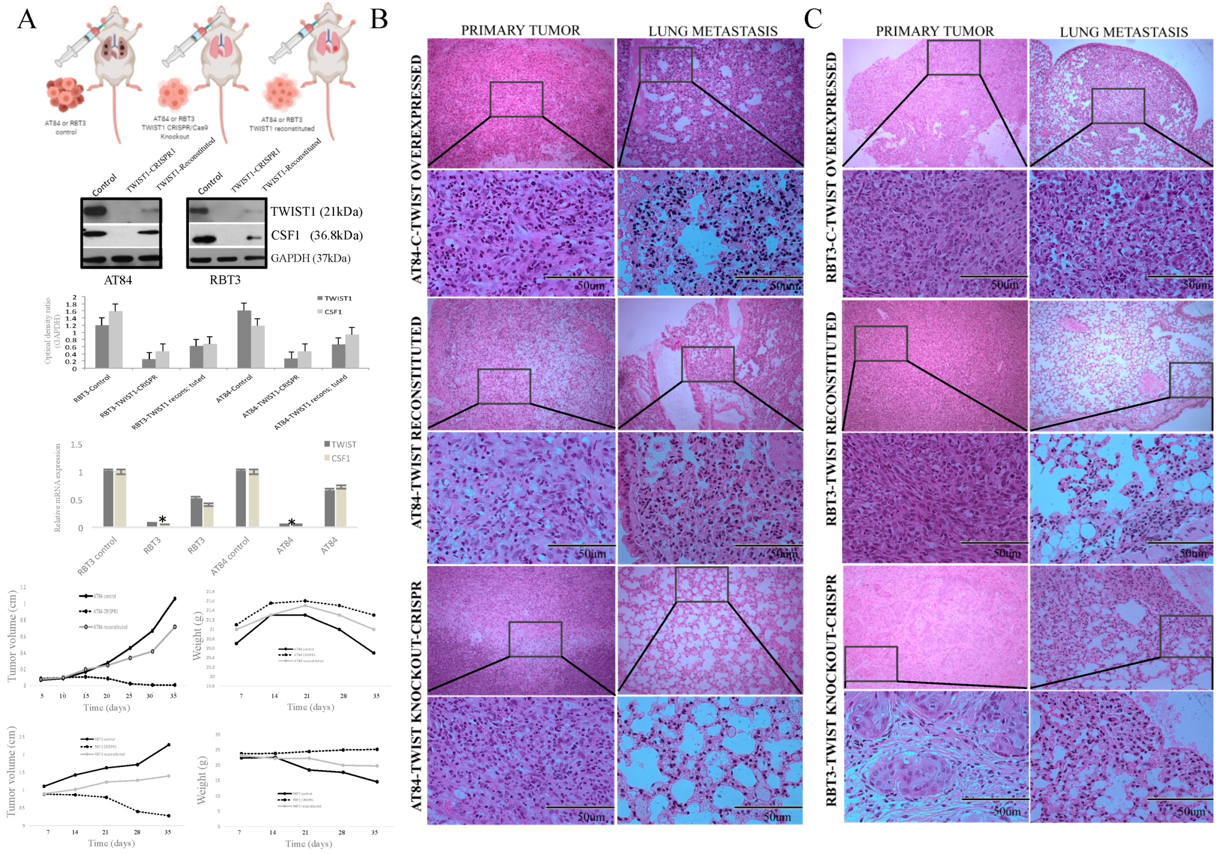 Cancers 13 00153 g006