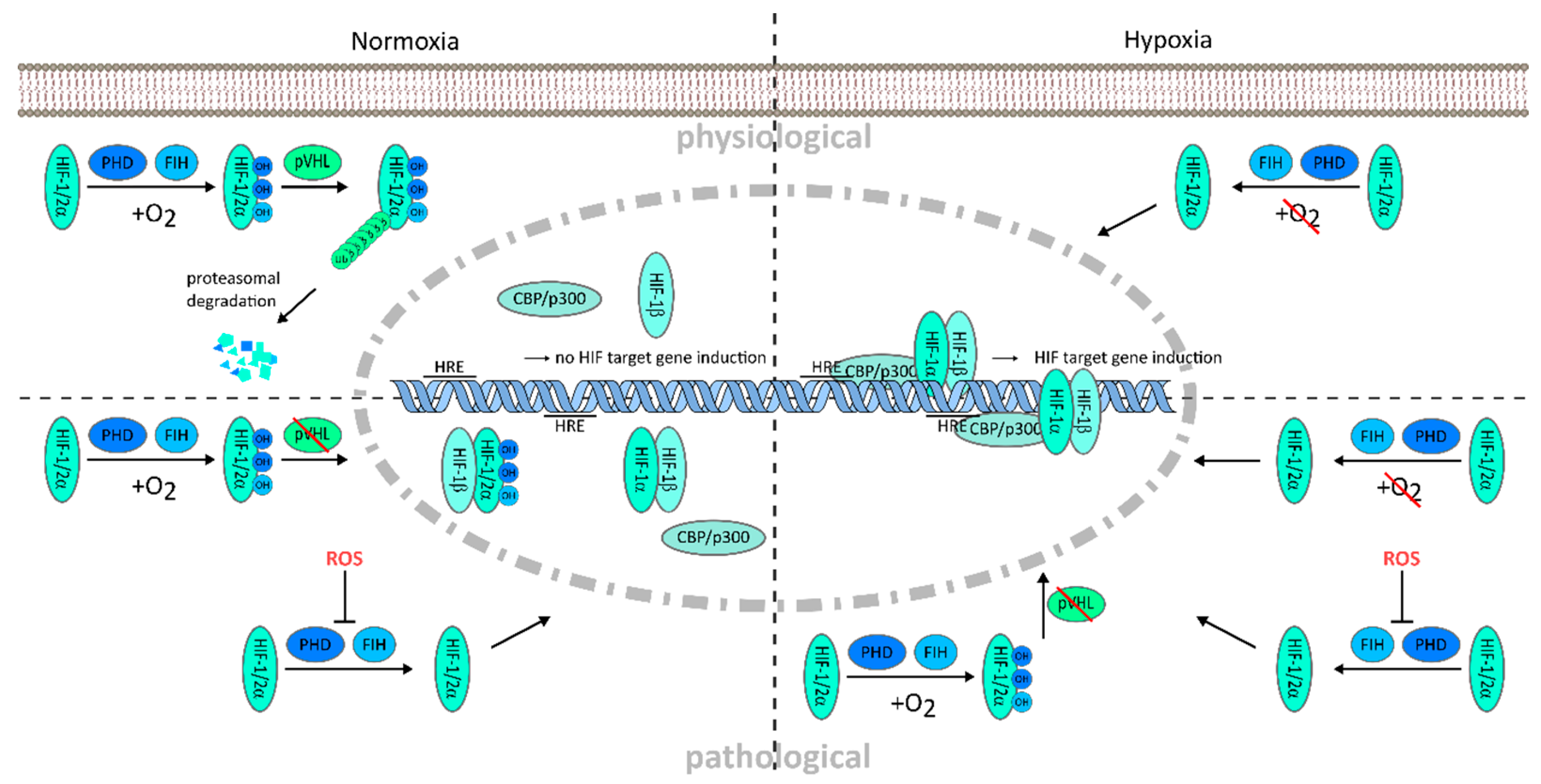 Cancers 13 00159 g001