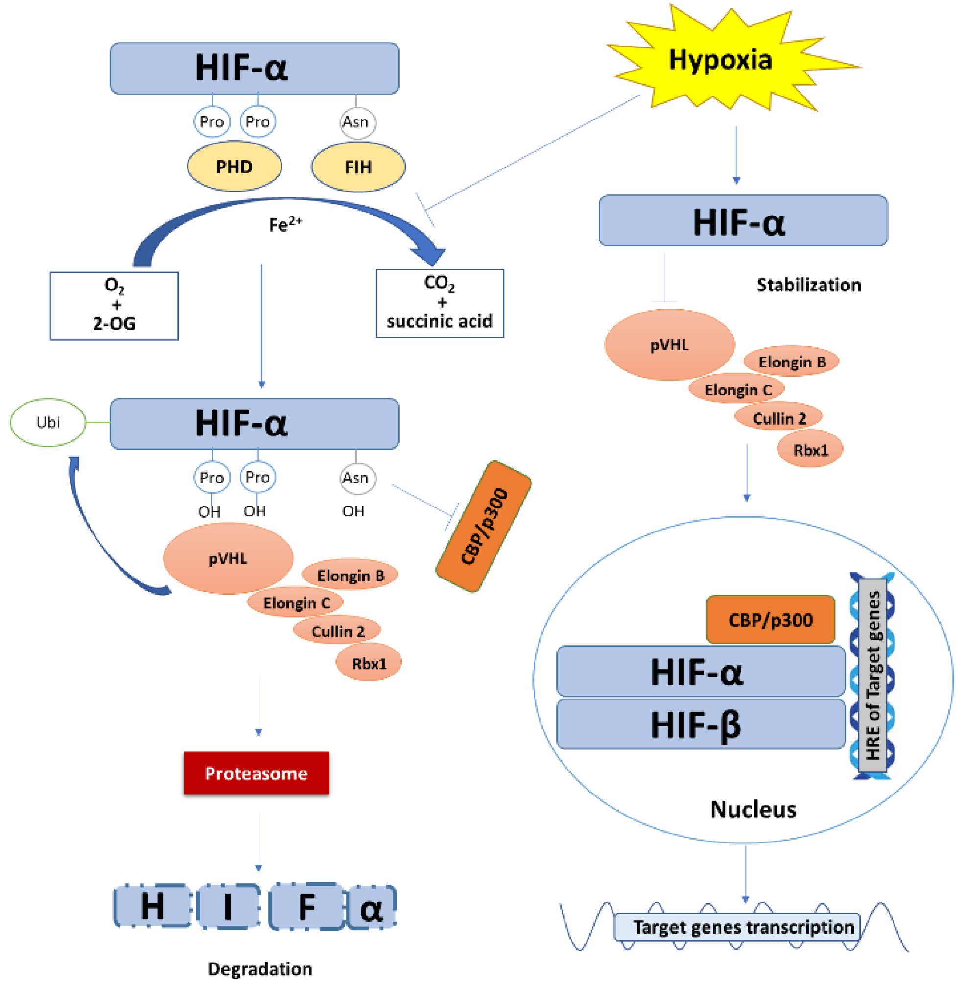 Cancers 13 00180 g001