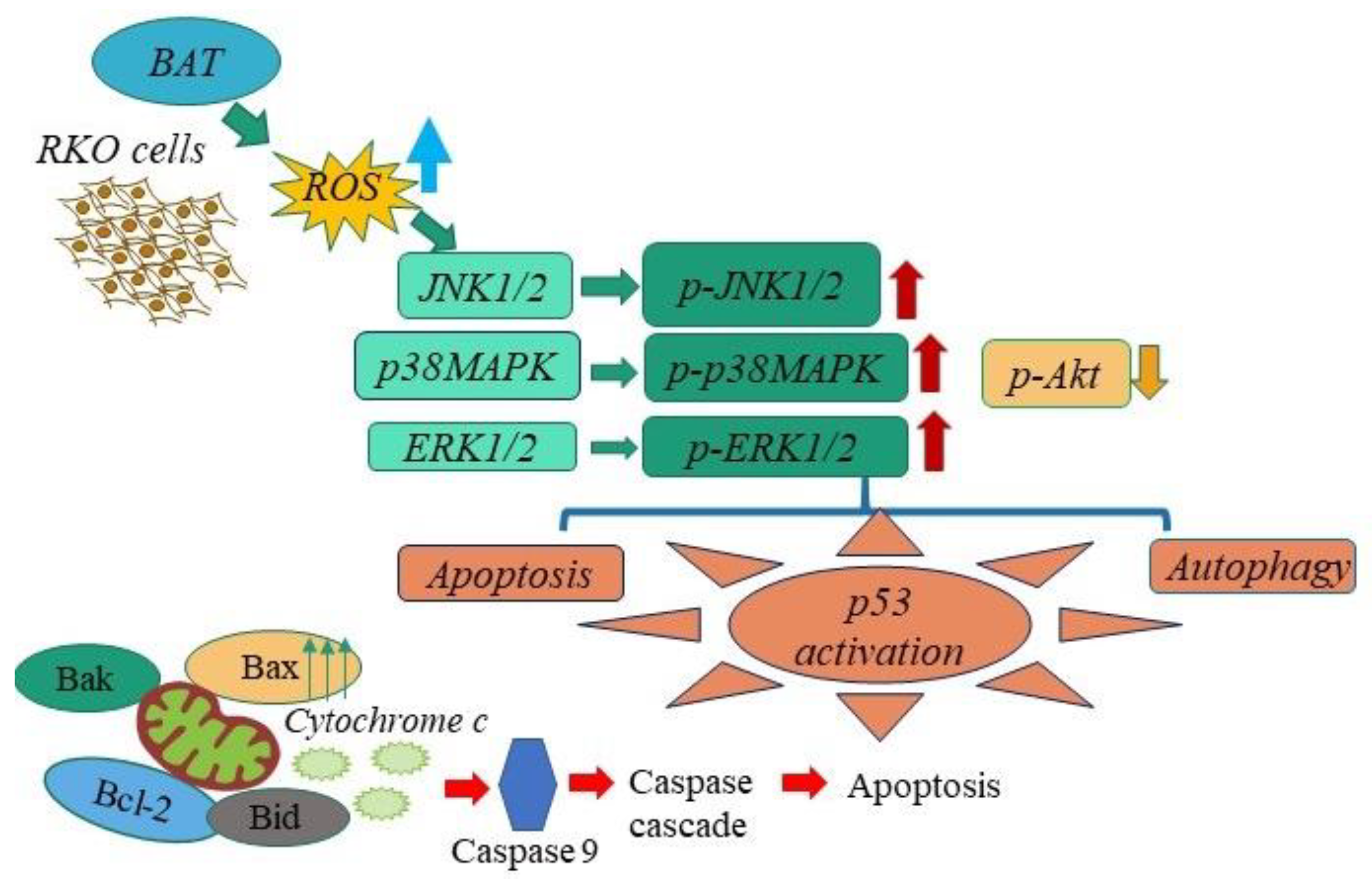 Cancers 13 00182 g010 Cancers 13 00182 g010