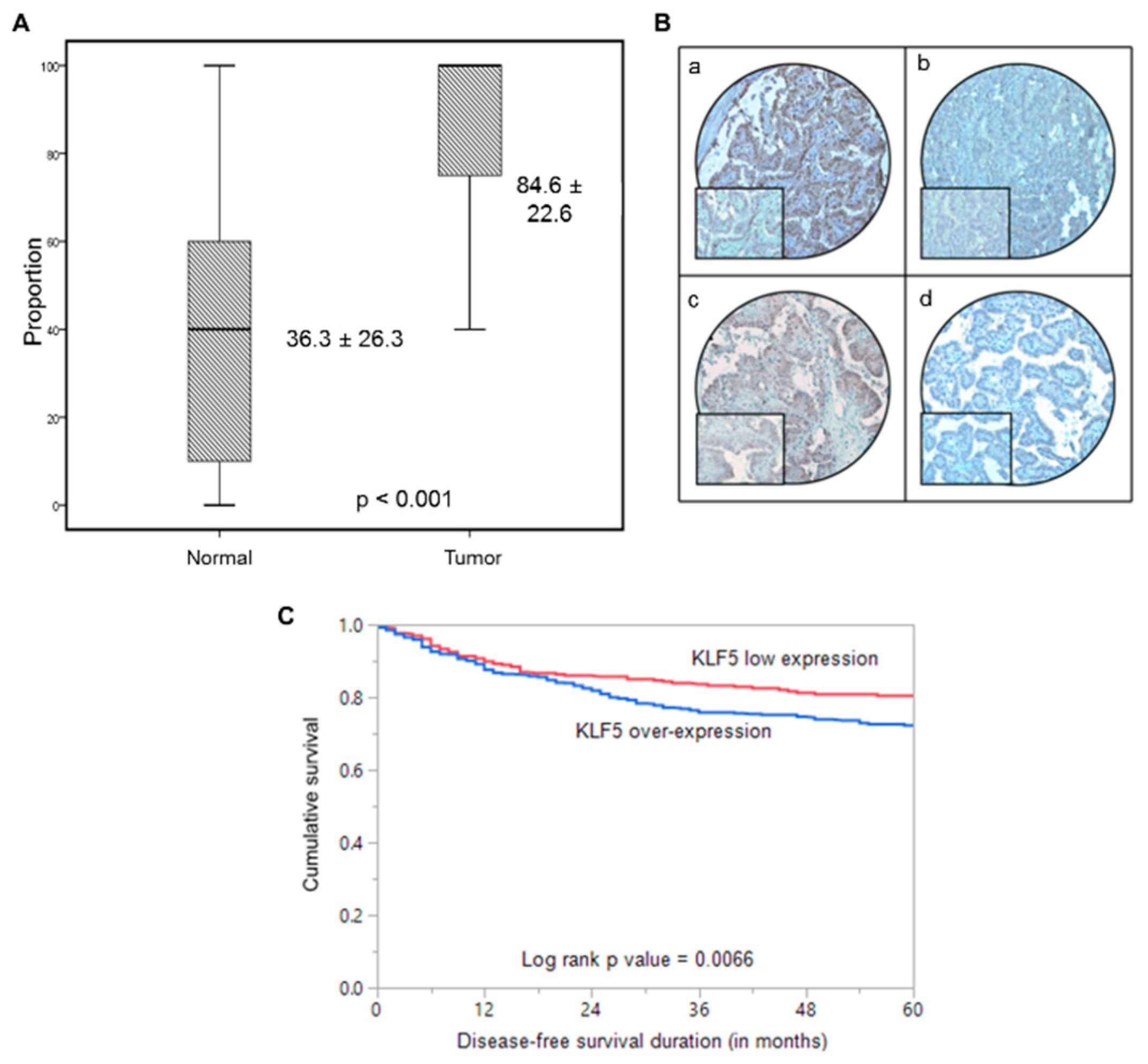 Cancers 13 00185 g001