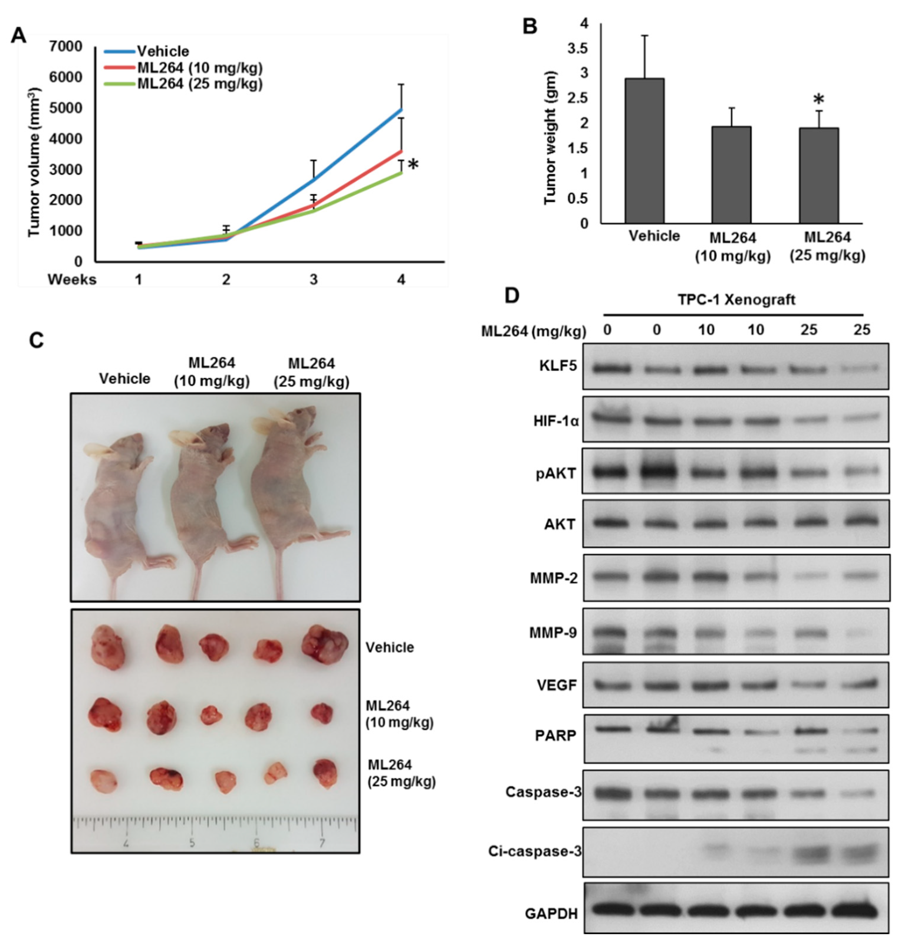 Cancers 13 00185 g006
