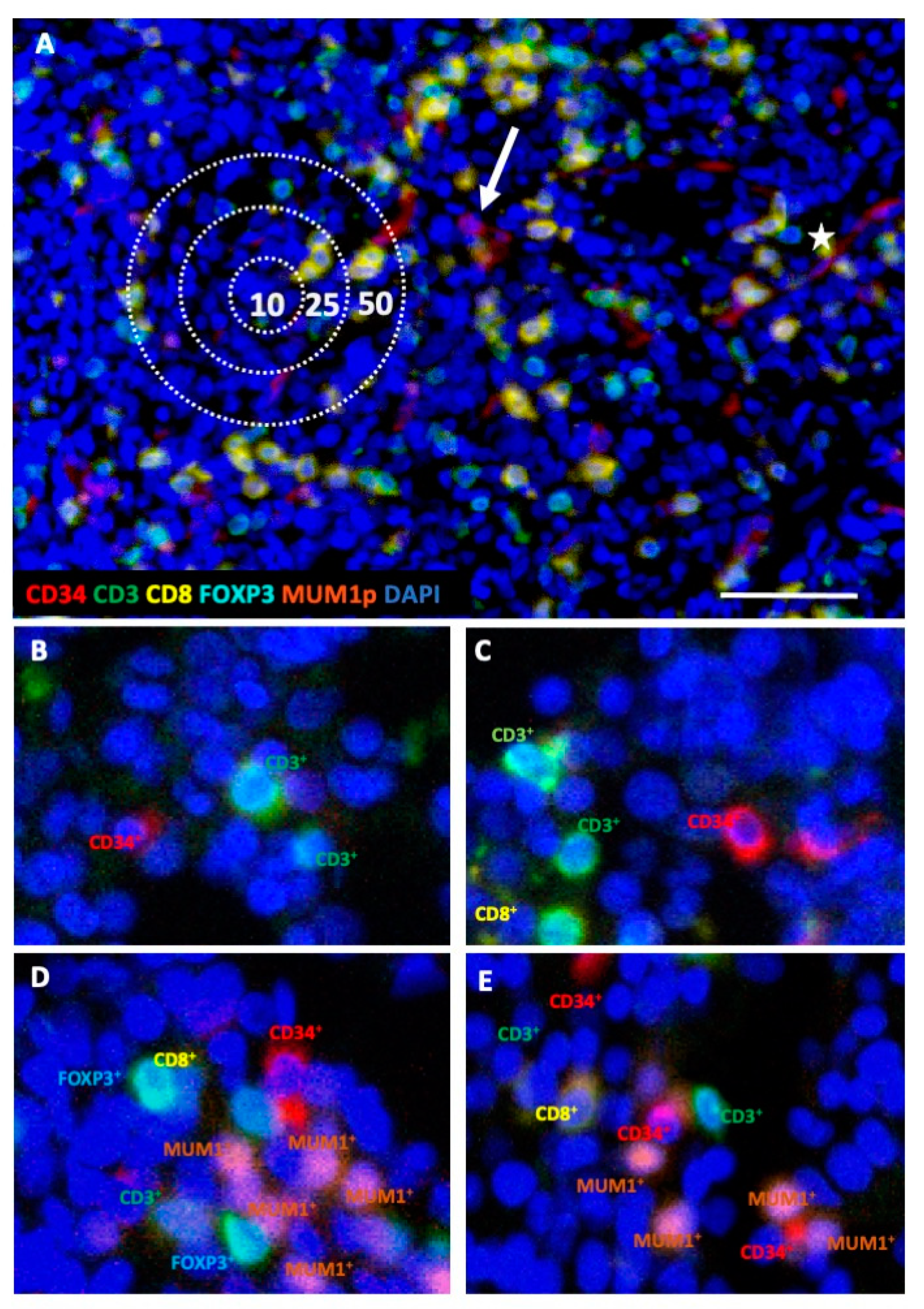 Cancers 13 00186 g001 Cancers 13 00186 g001