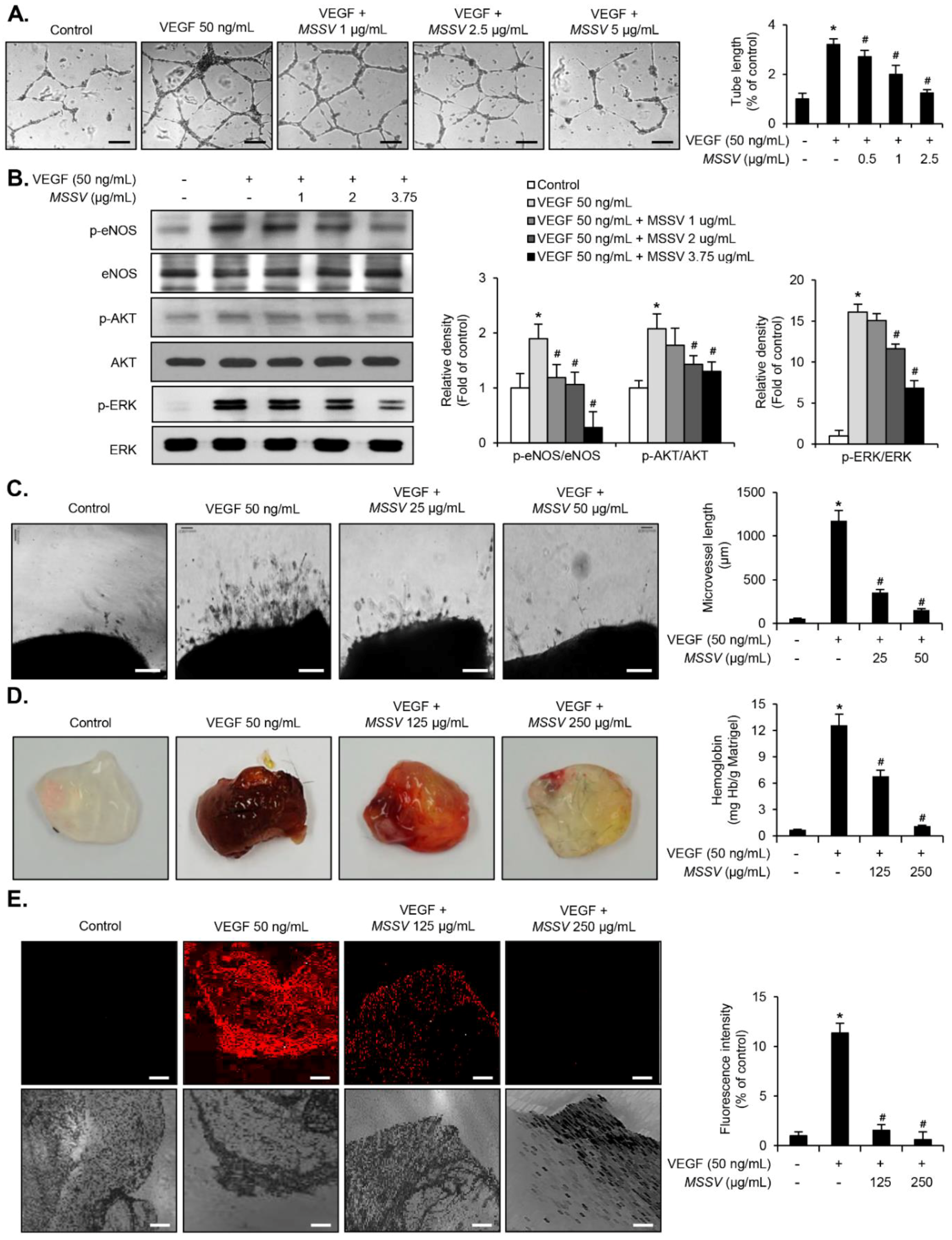 Cancers 13 00191 g007 Cancers 13 00191 g007