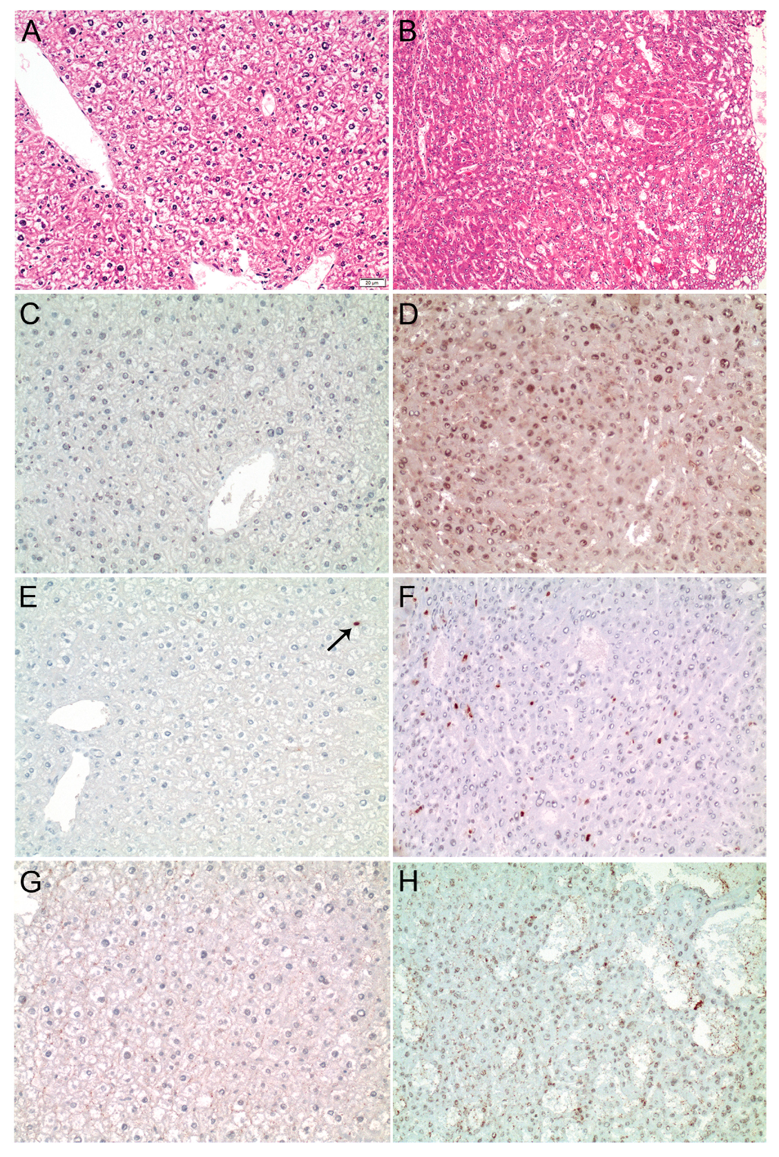 Cancers 13 00199 g005