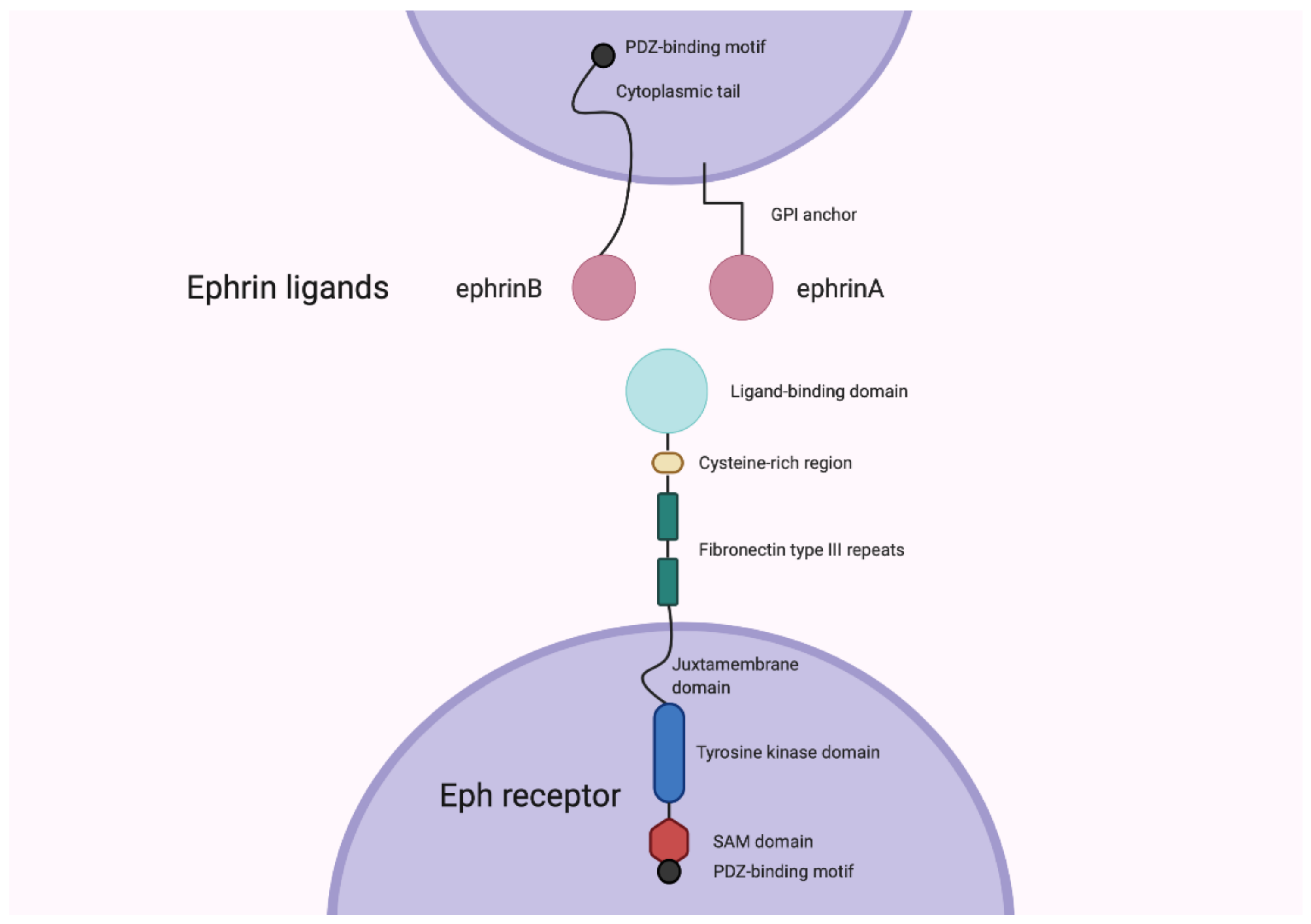 Cancers 13 00206 g001