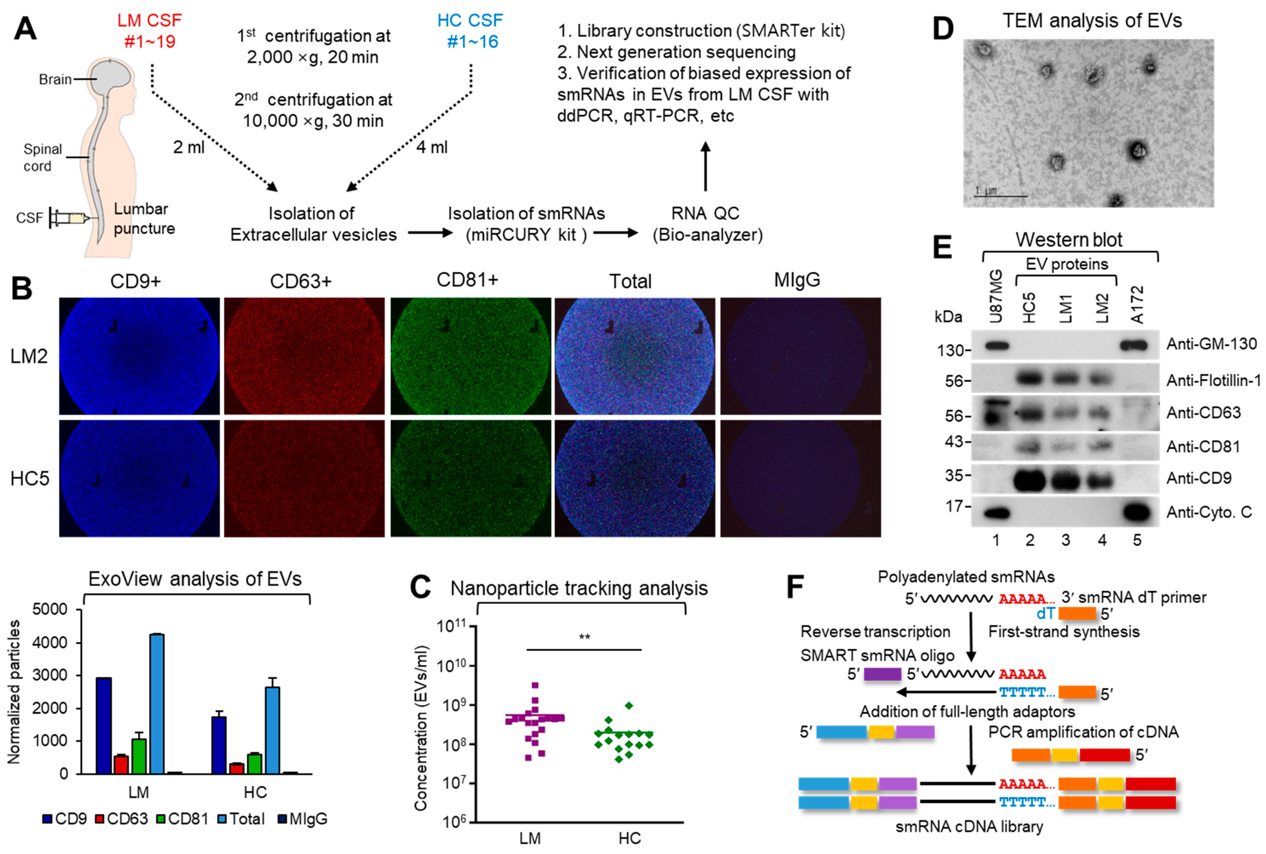 Cancers 13 00209 g001