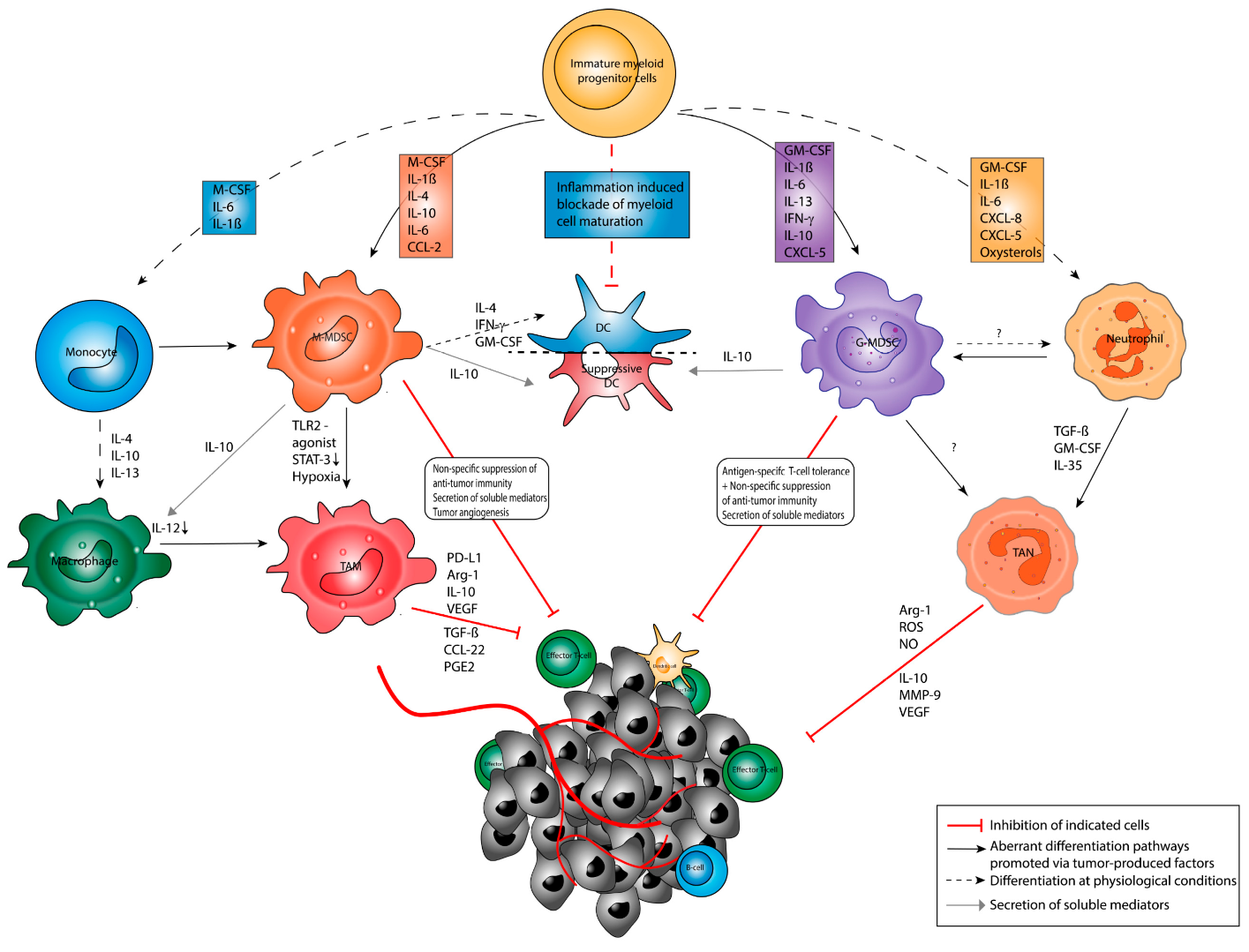 Cancers 13 00210 g001