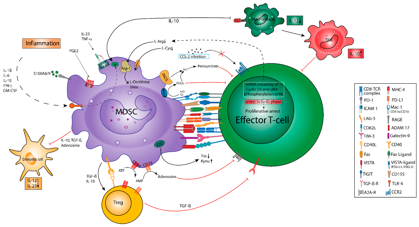 Cancers 13 00210 g002