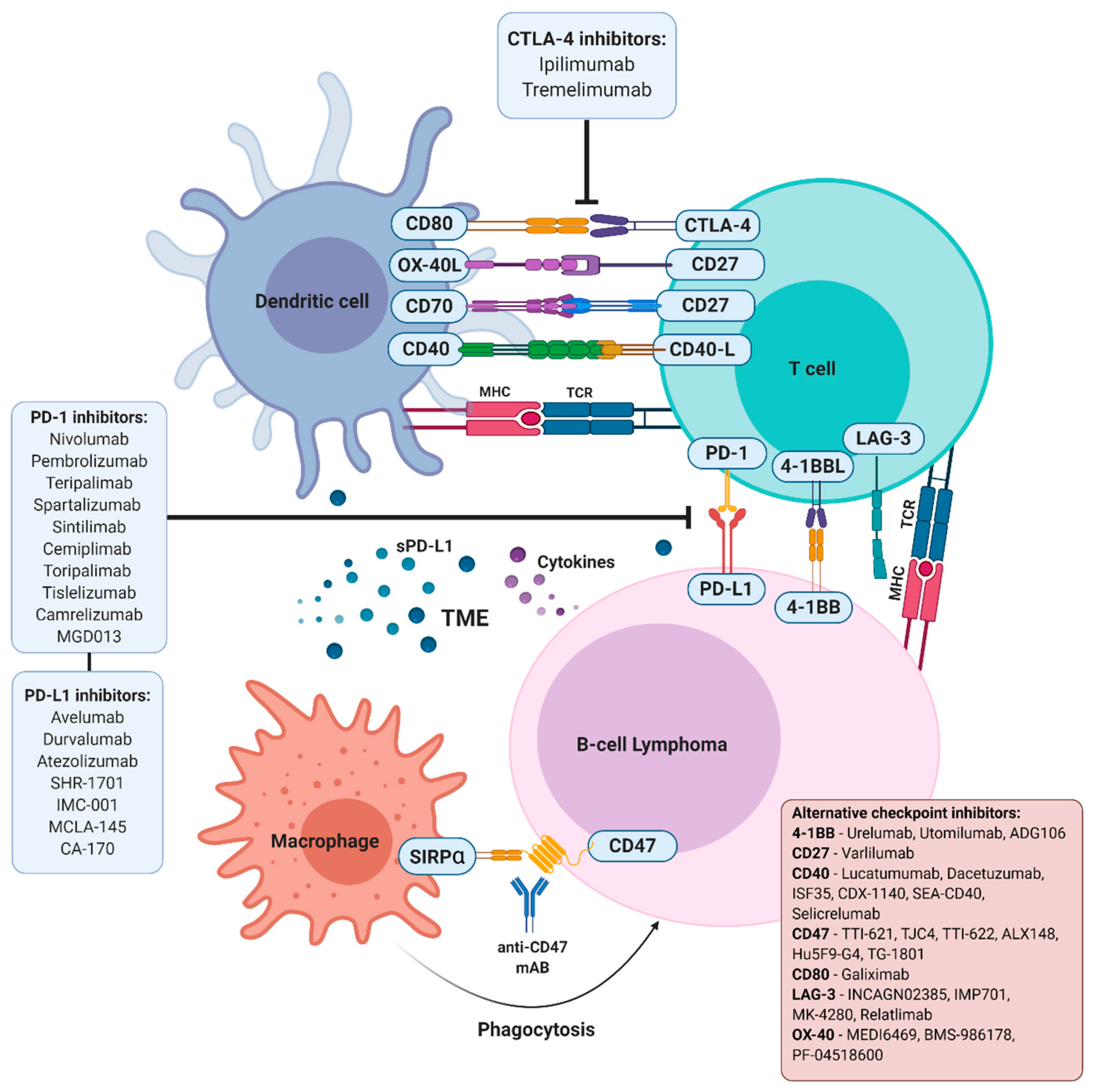 Cancers 13 00214 g001