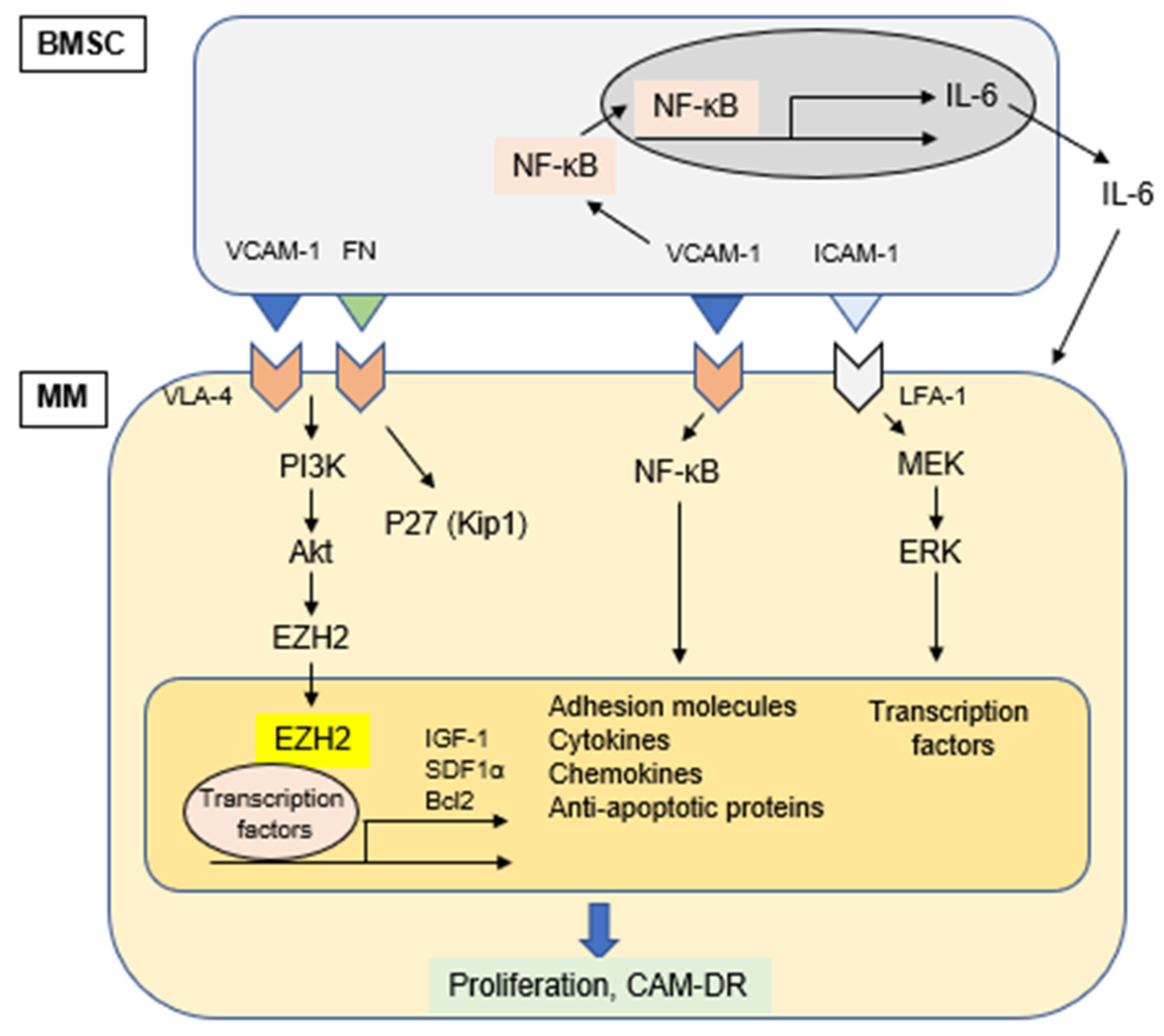 Cancers 13 00216 g002