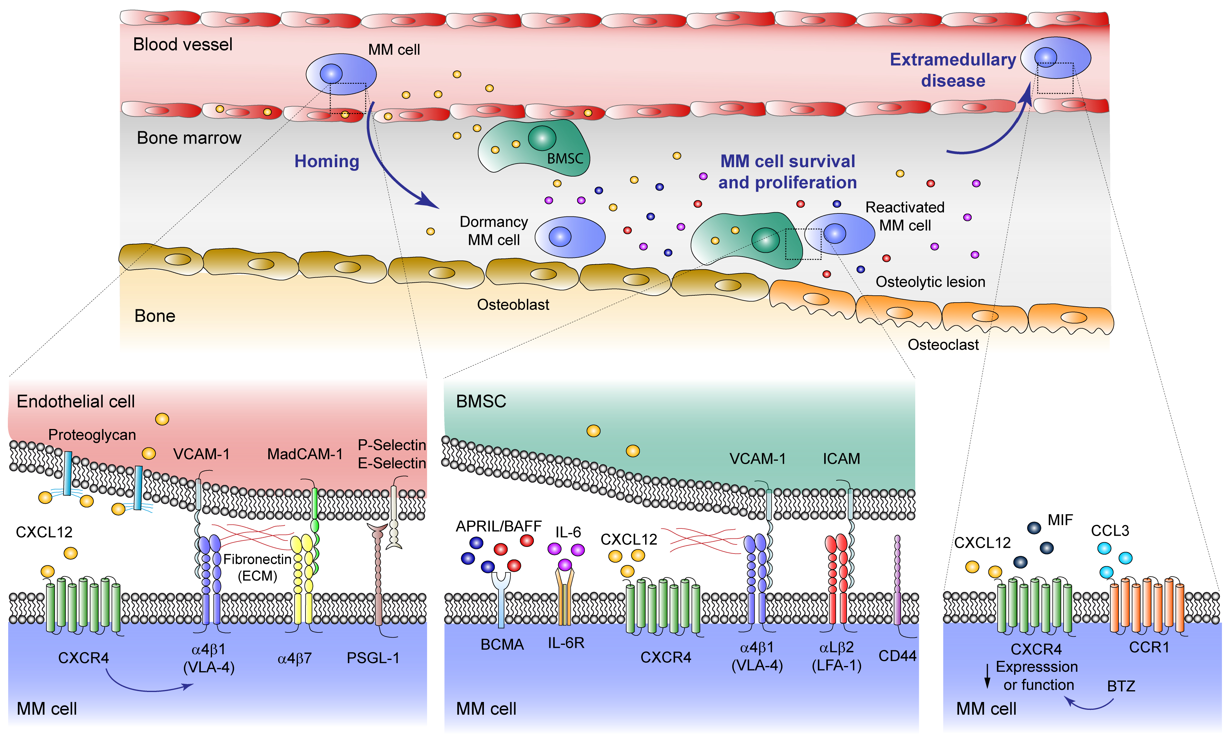 Cancers 13 00217 g001 Cancers 13 00217 g001