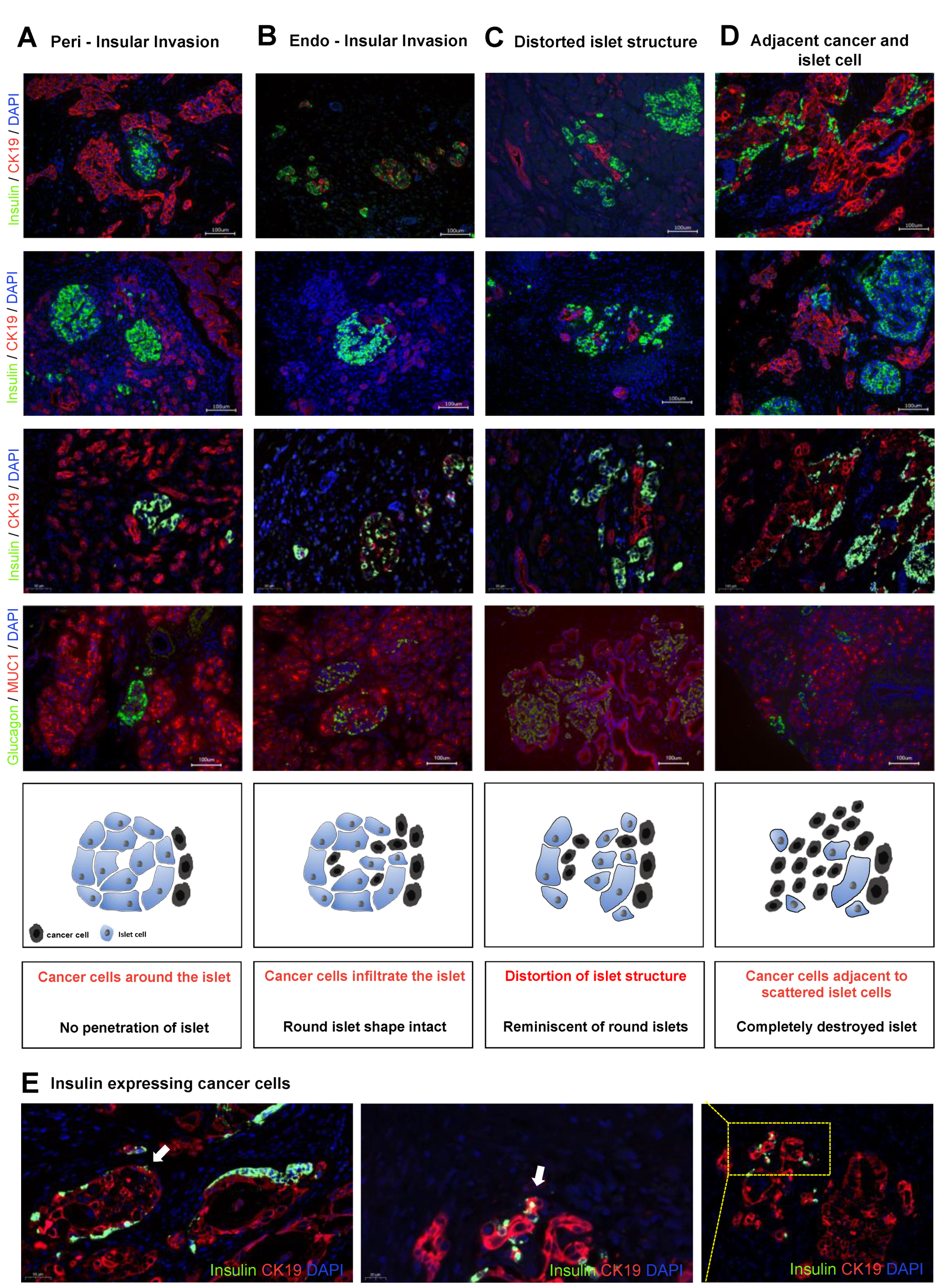 Cancers 13 00249 g001