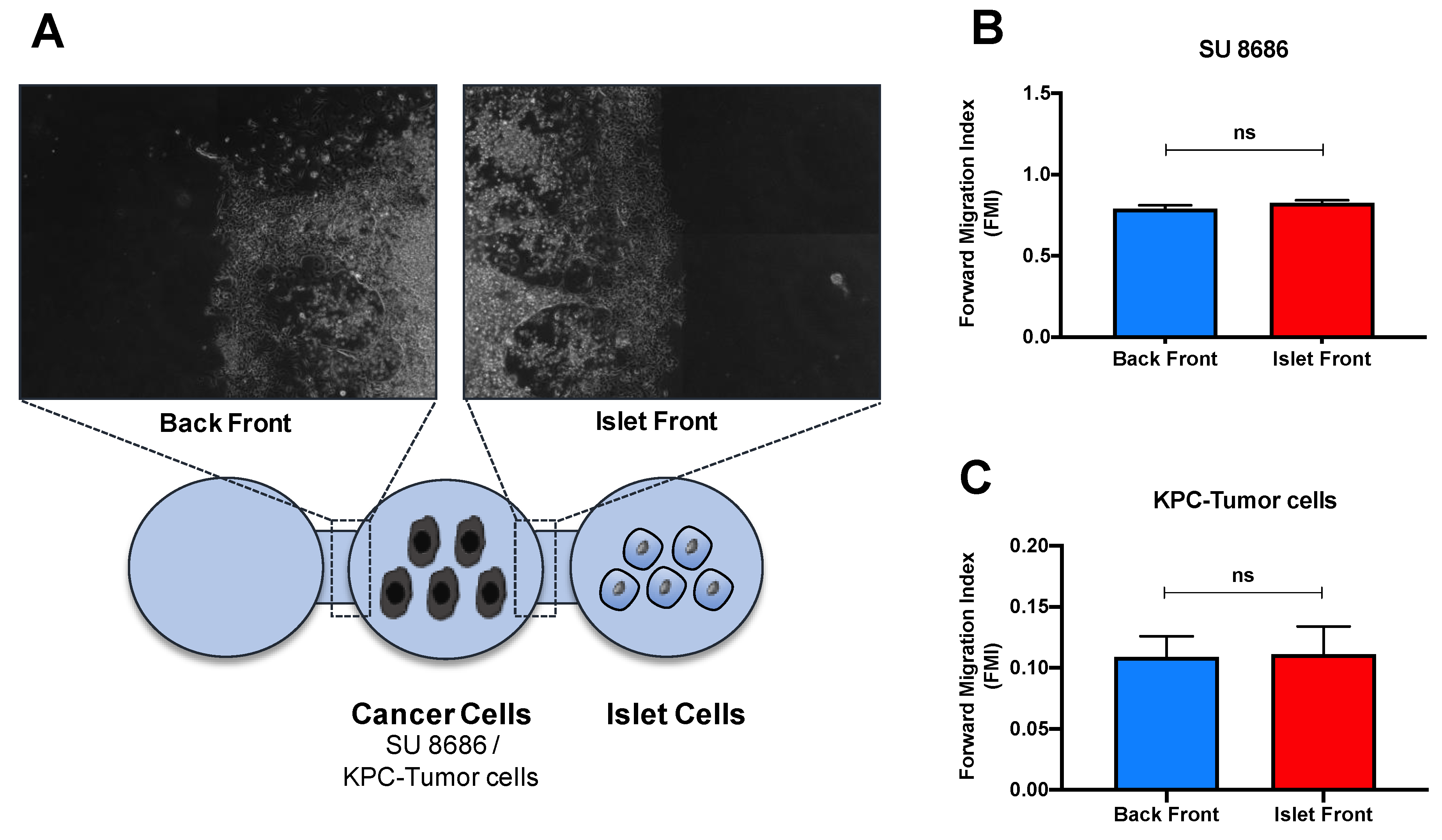Cancers 13 00249 g004