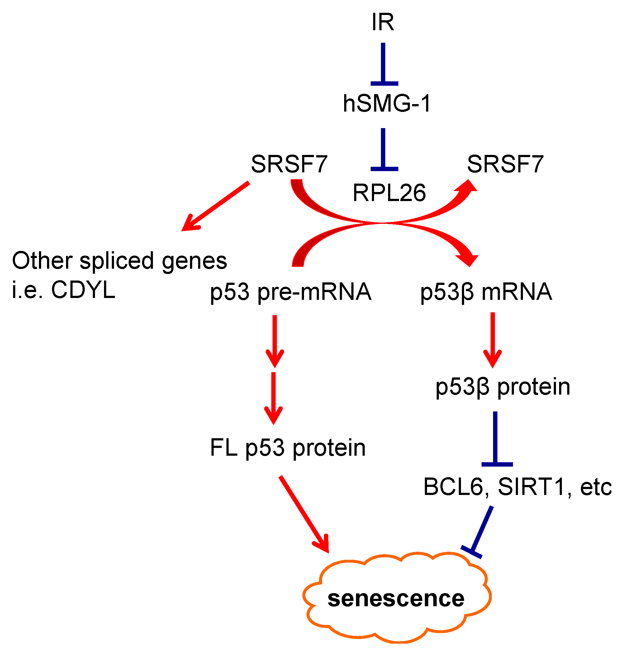 Cancers 13 00251 g001