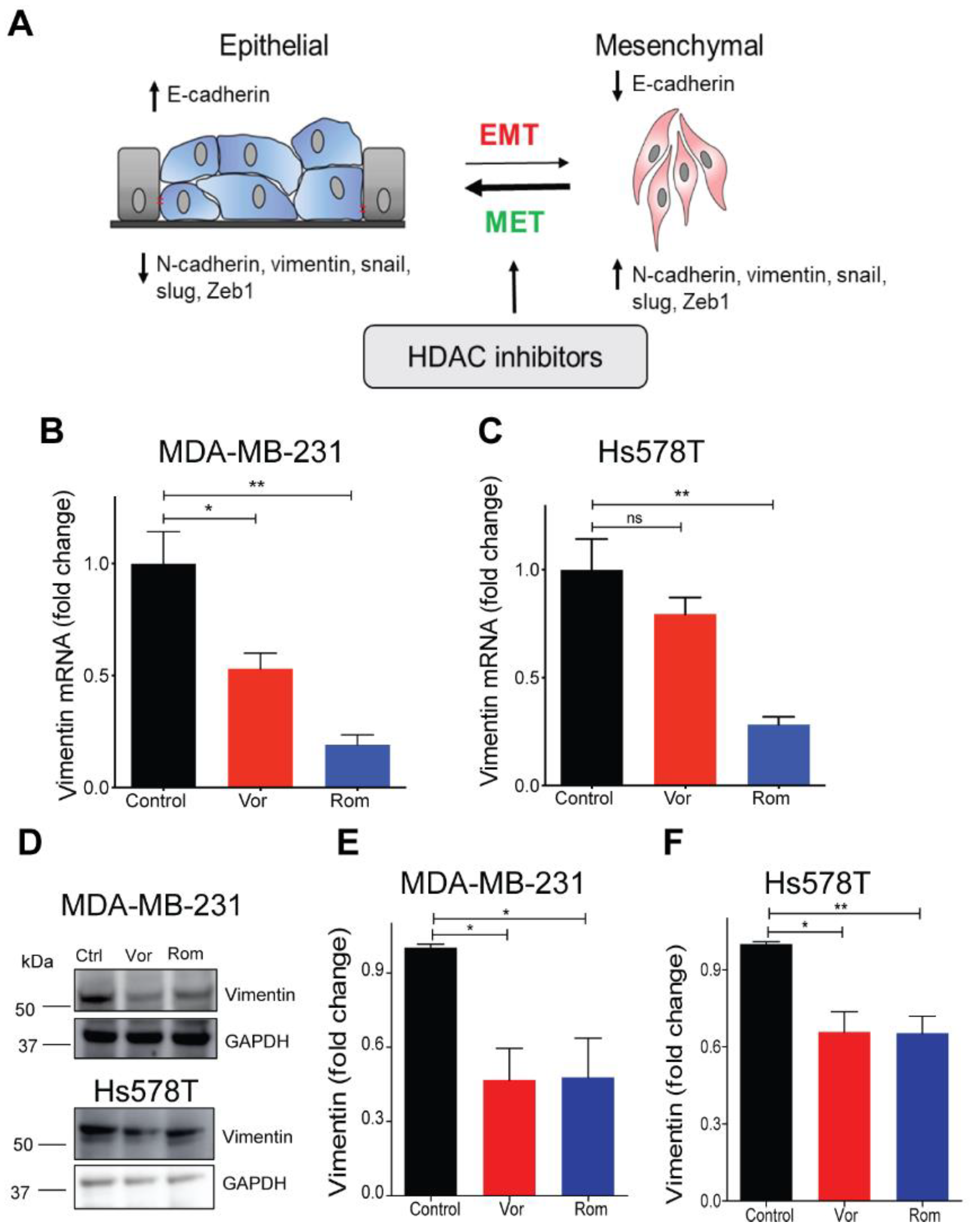 Cancers 13 00259 g003a Cancers 13 00259 g003a