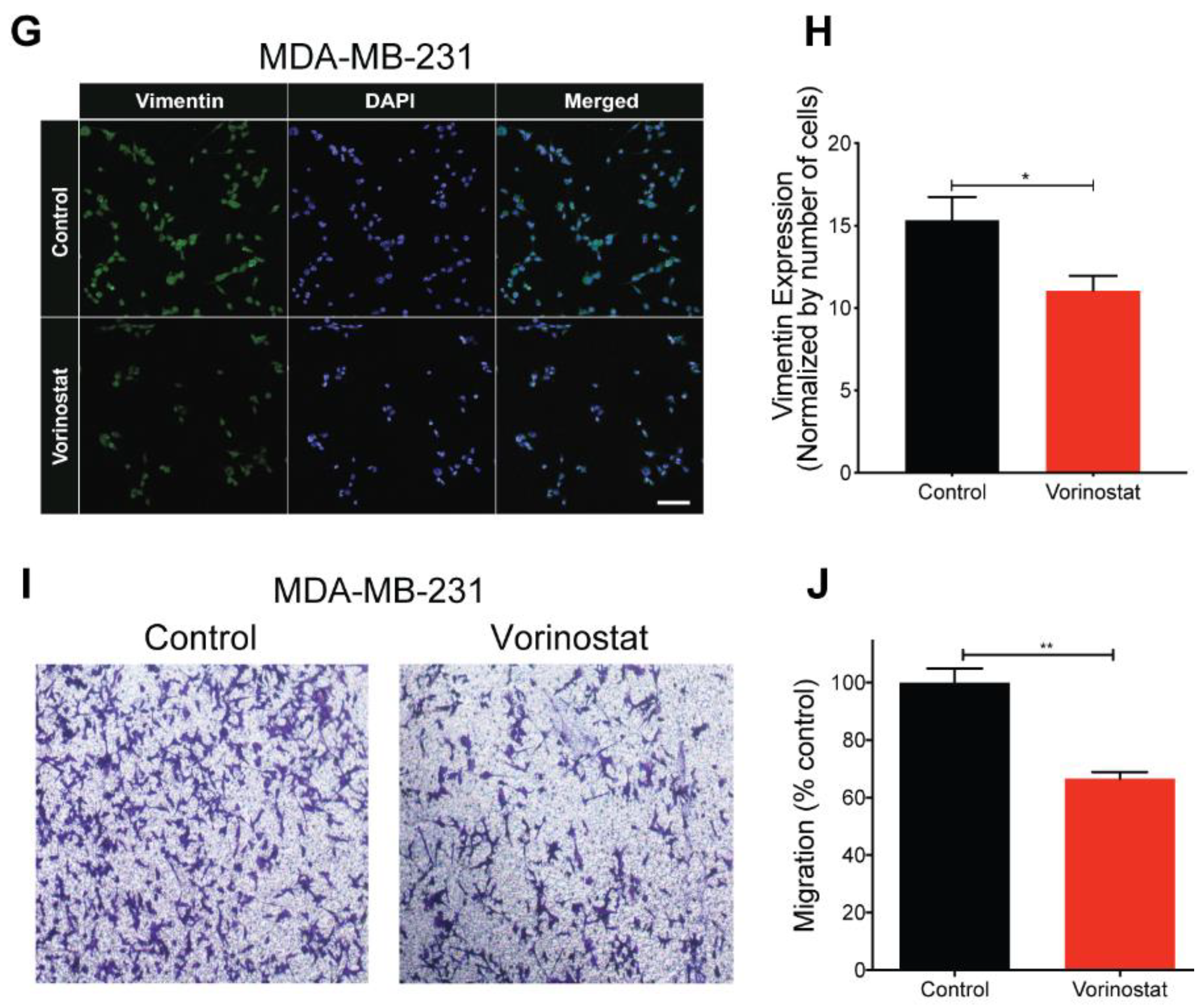 Cancers 13 00259 g003b Cancers 13 00259 g003b