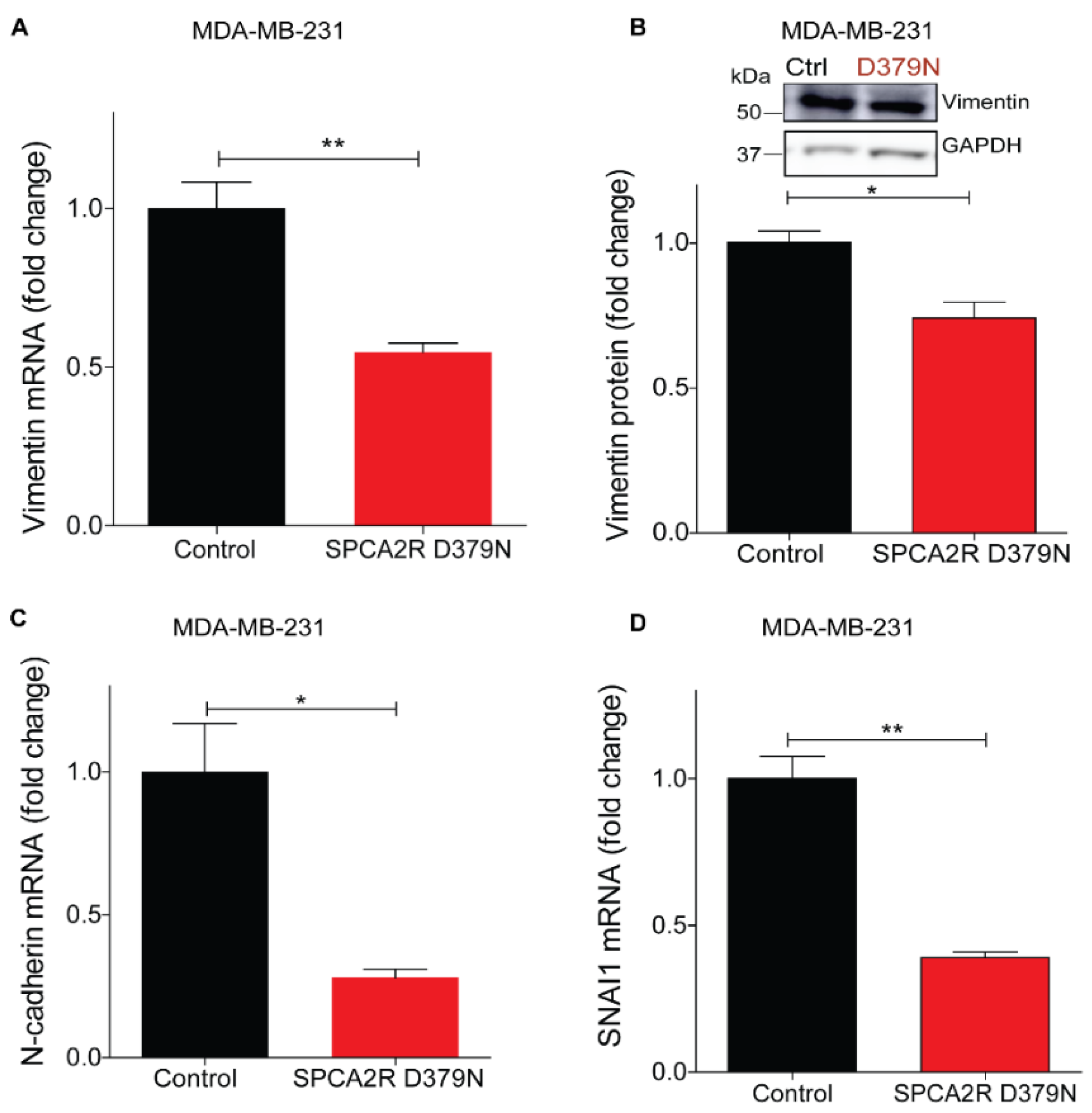 Cancers 13 00259 g005a Cancers 13 00259 g005a