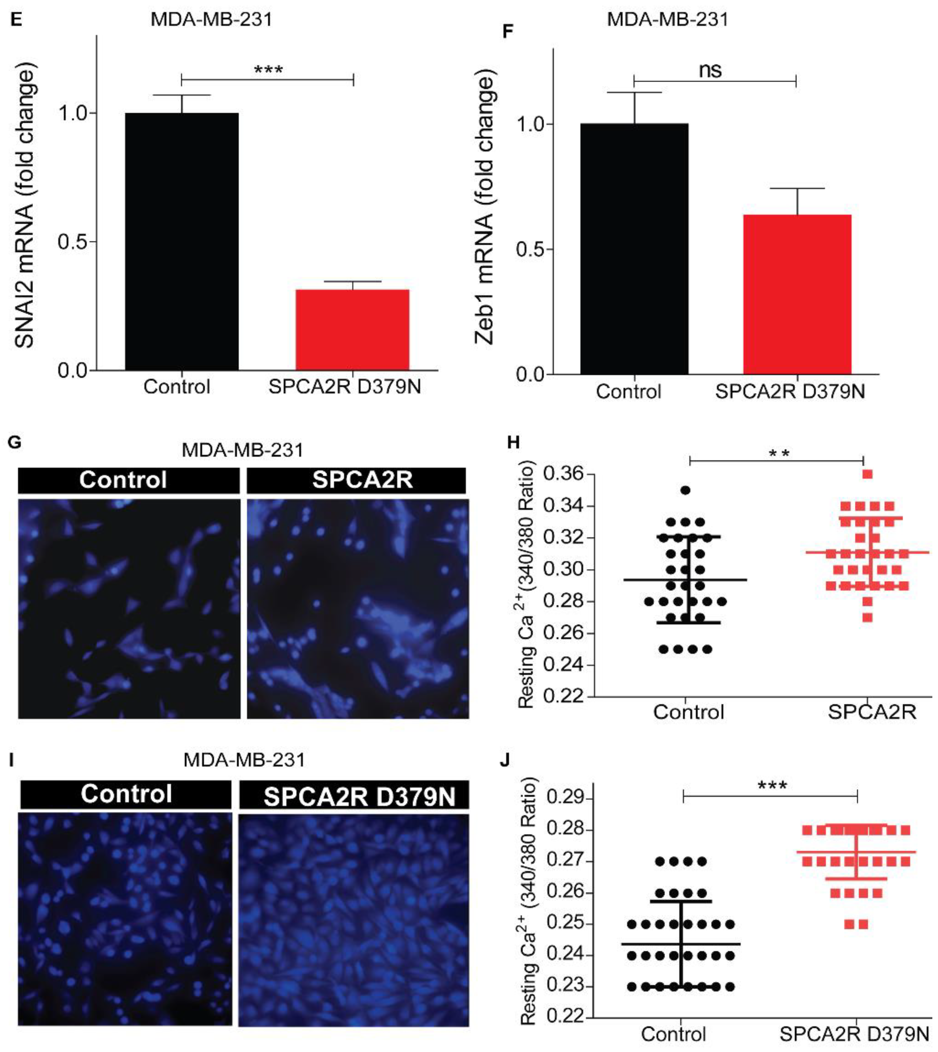 Cancers 13 00259 g005b Cancers 13 00259 g005b