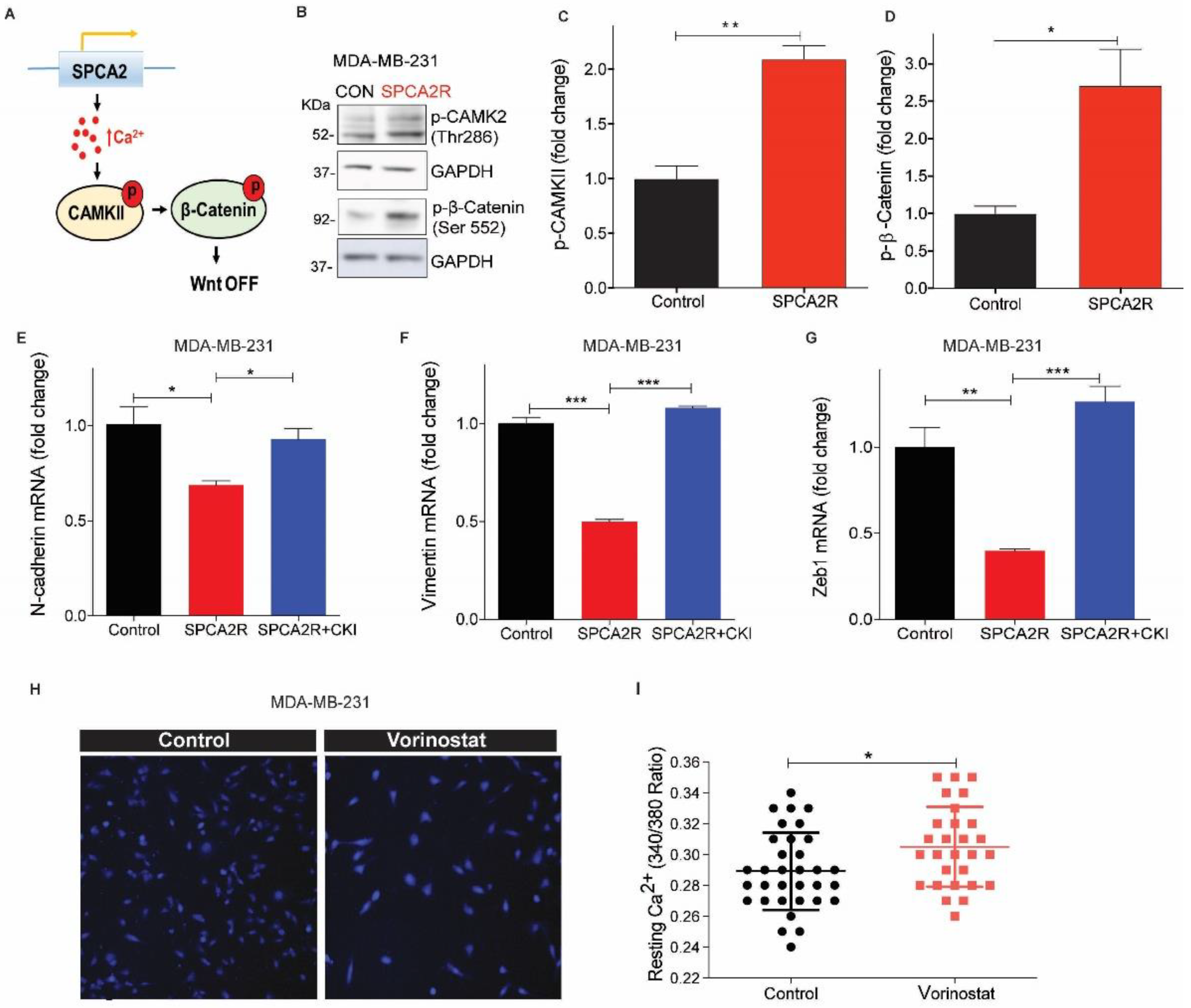 Cancers 13 00259 g006a Cancers 13 00259 g006a