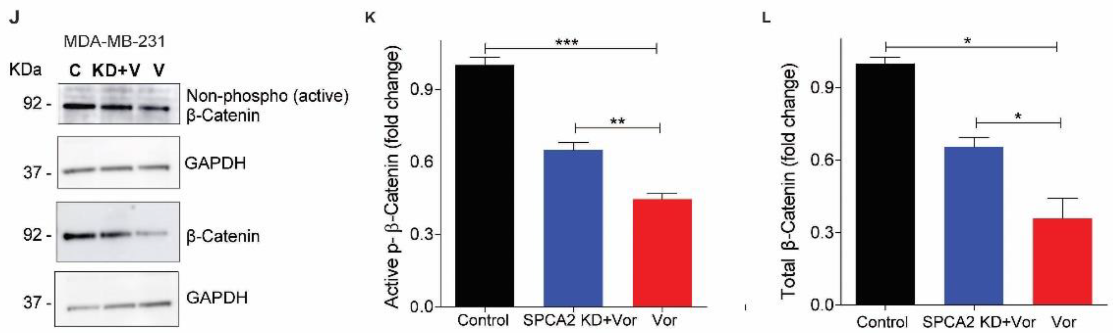 Cancers 13 00259 g006b Cancers 13 00259 g006b