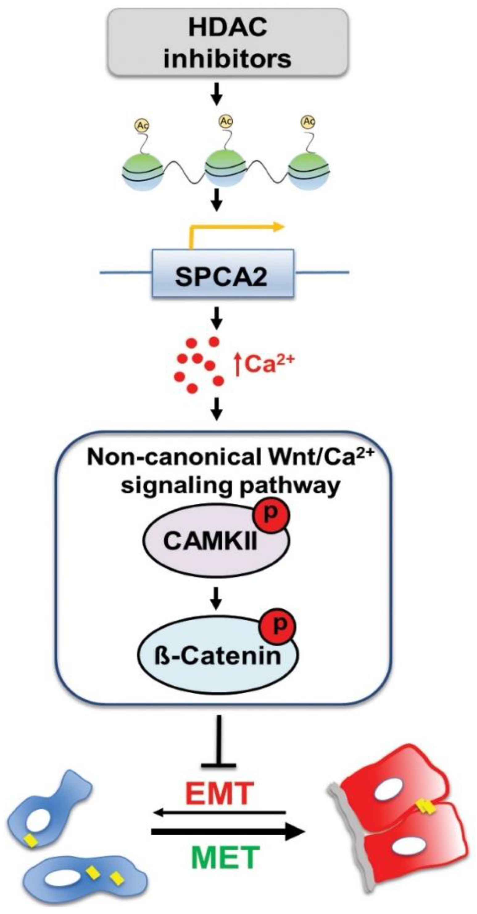 Cancers 13 00259 g007 Cancers 13 00259 g007