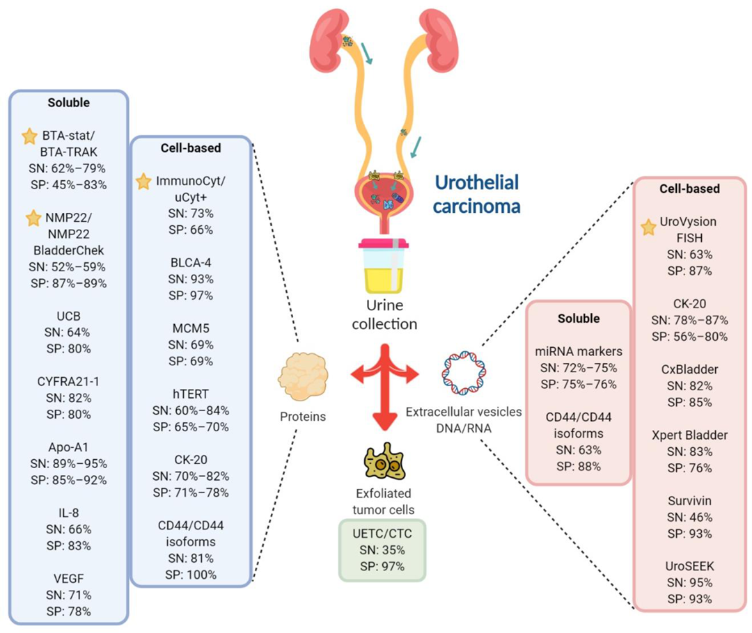 Cancers 13 00260 g001
