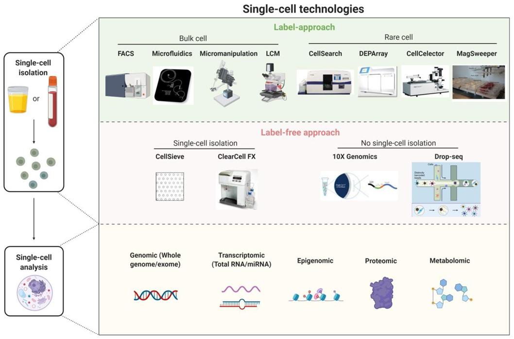 Cancers 13 00260 g002