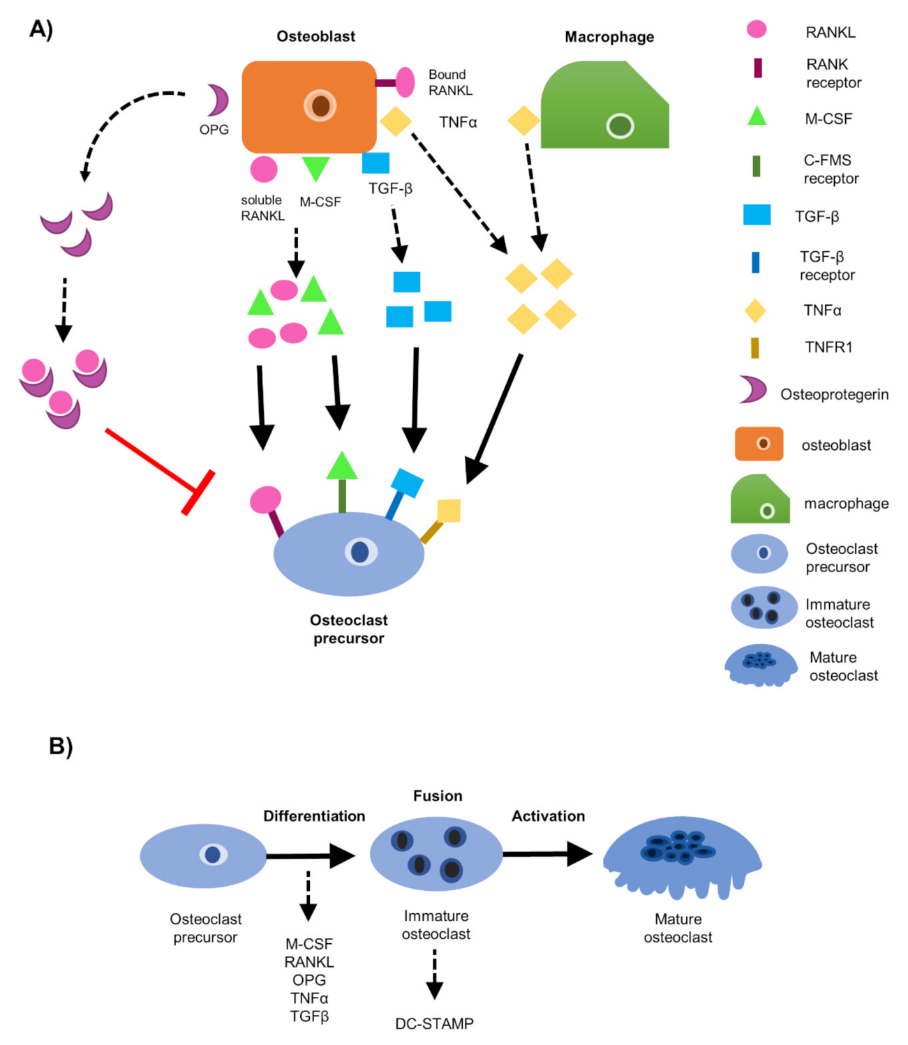 Cancers 13 00263 g001