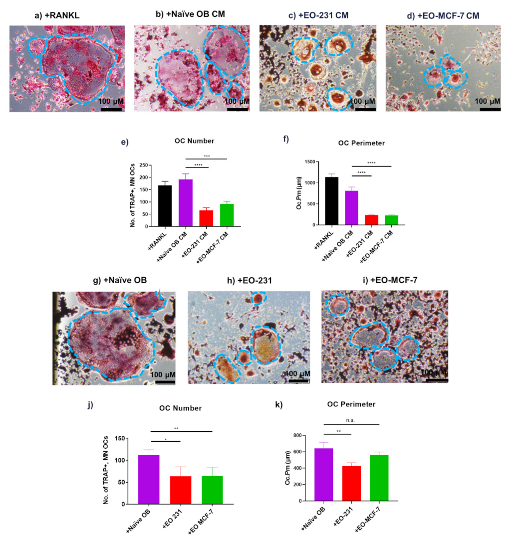 Cancers 13 00263 g002
