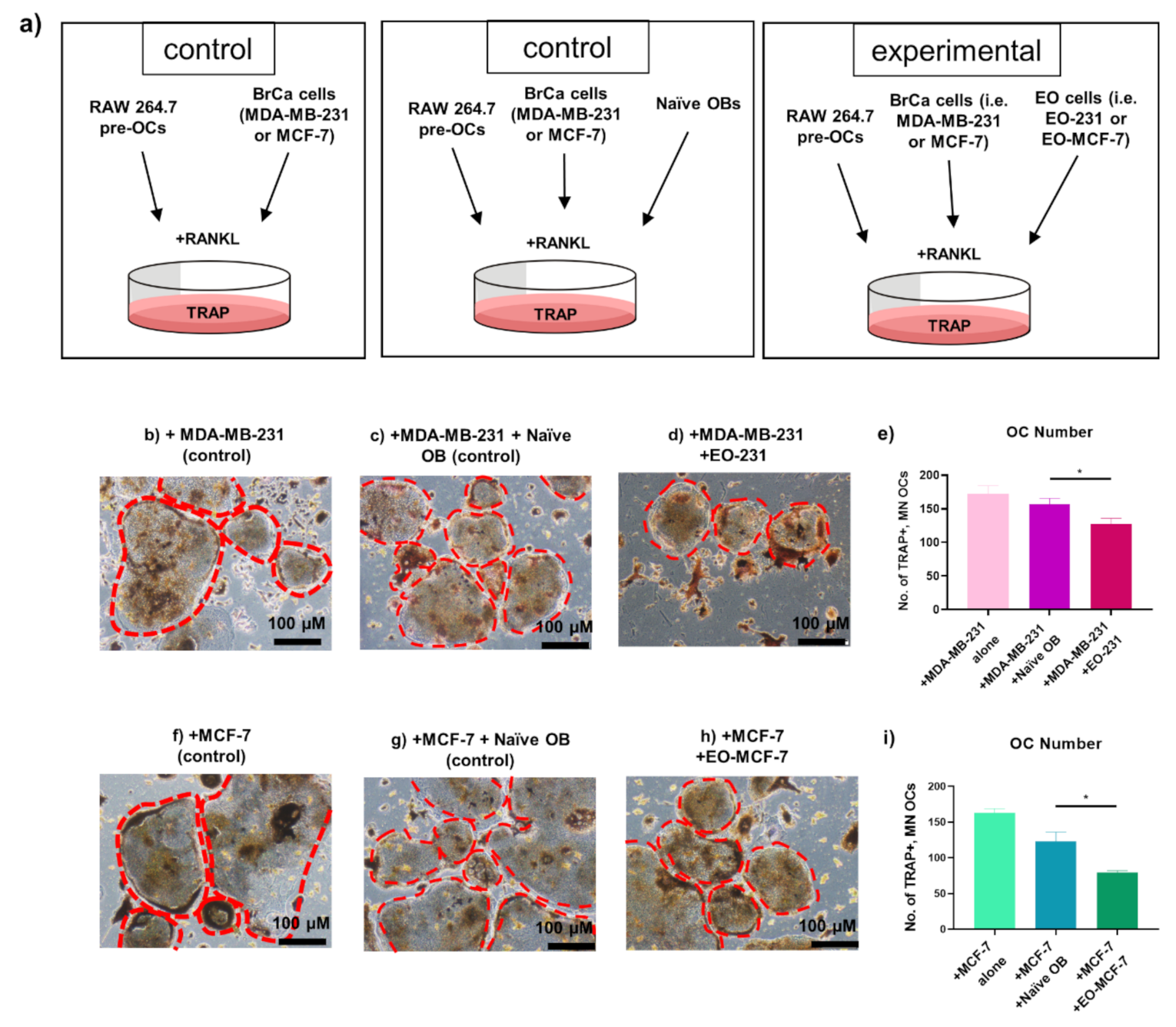 Cancers 13 00263 g004