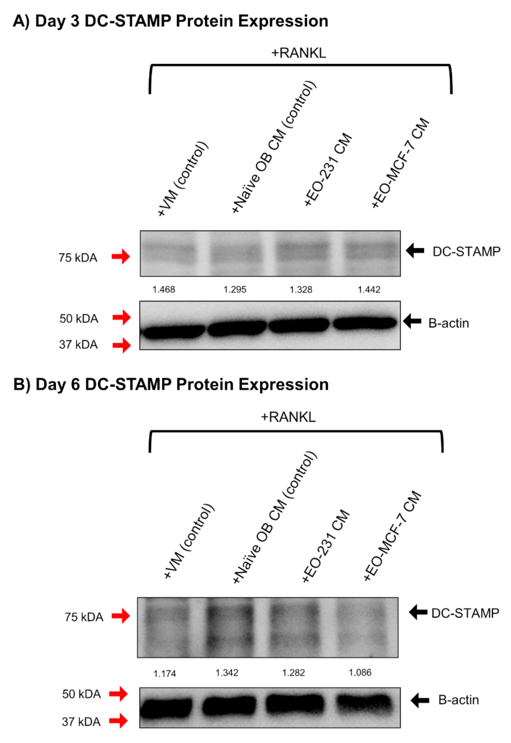 Cancers 13 00263 g006
