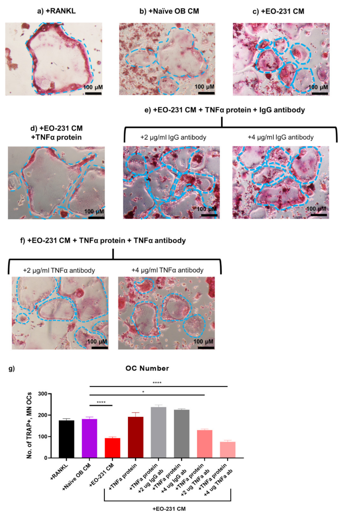 Cancers 13 00263 g008