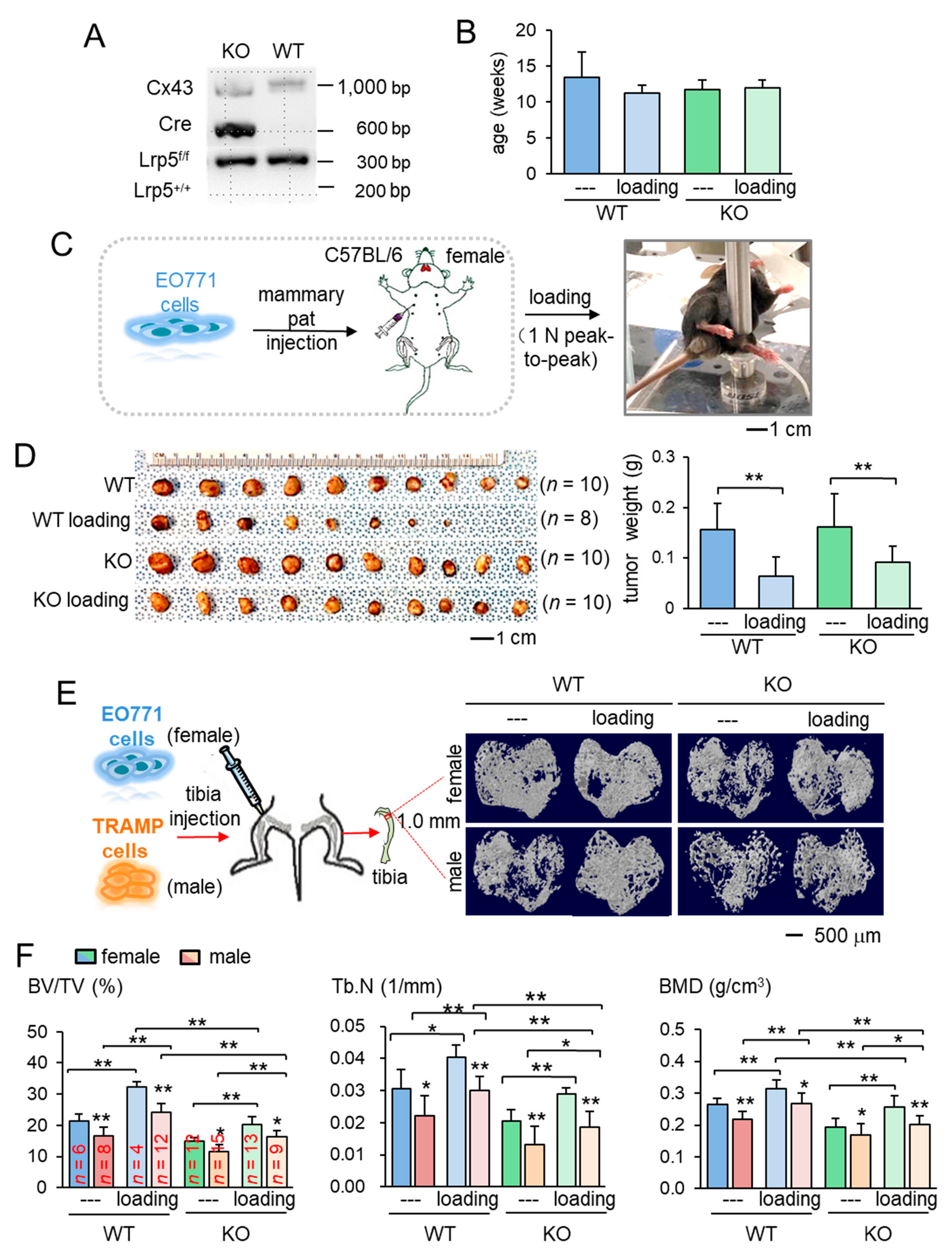 Cancers 13 00267 g001 Cancers 13 00267 g001
