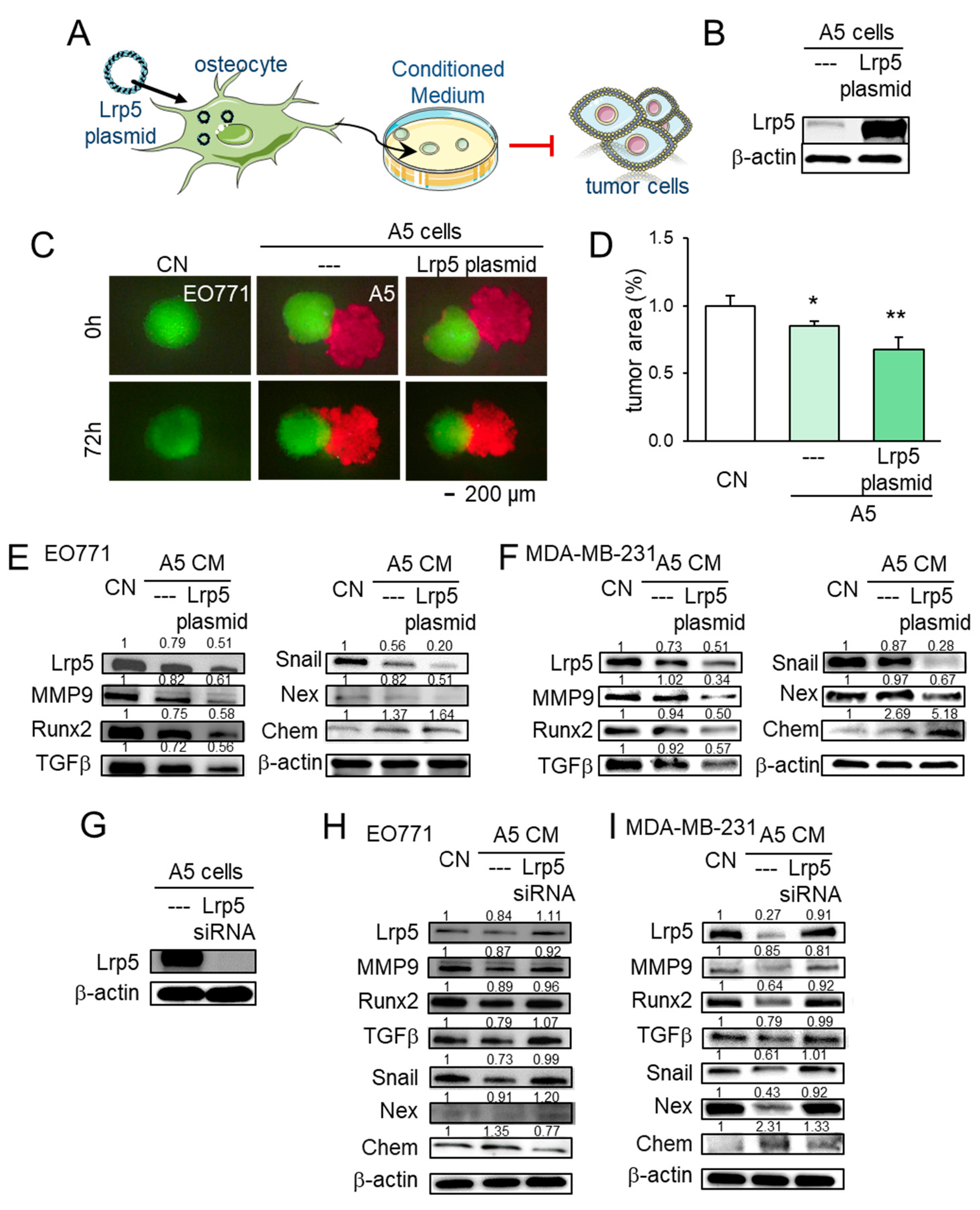 Cancers 13 00267 g006 Cancers 13 00267 g006