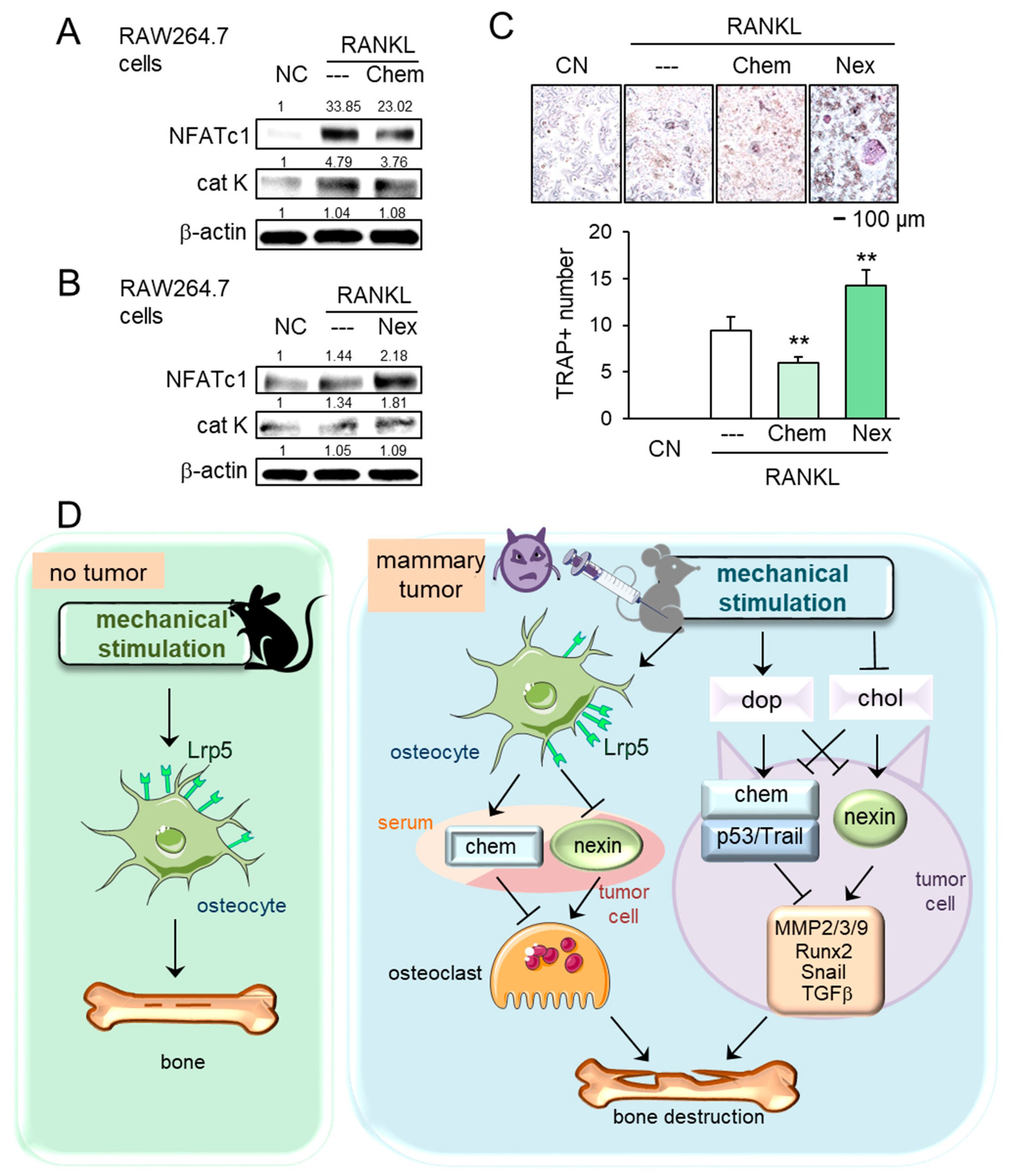 Cancers 13 00267 g007 Cancers 13 00267 g007