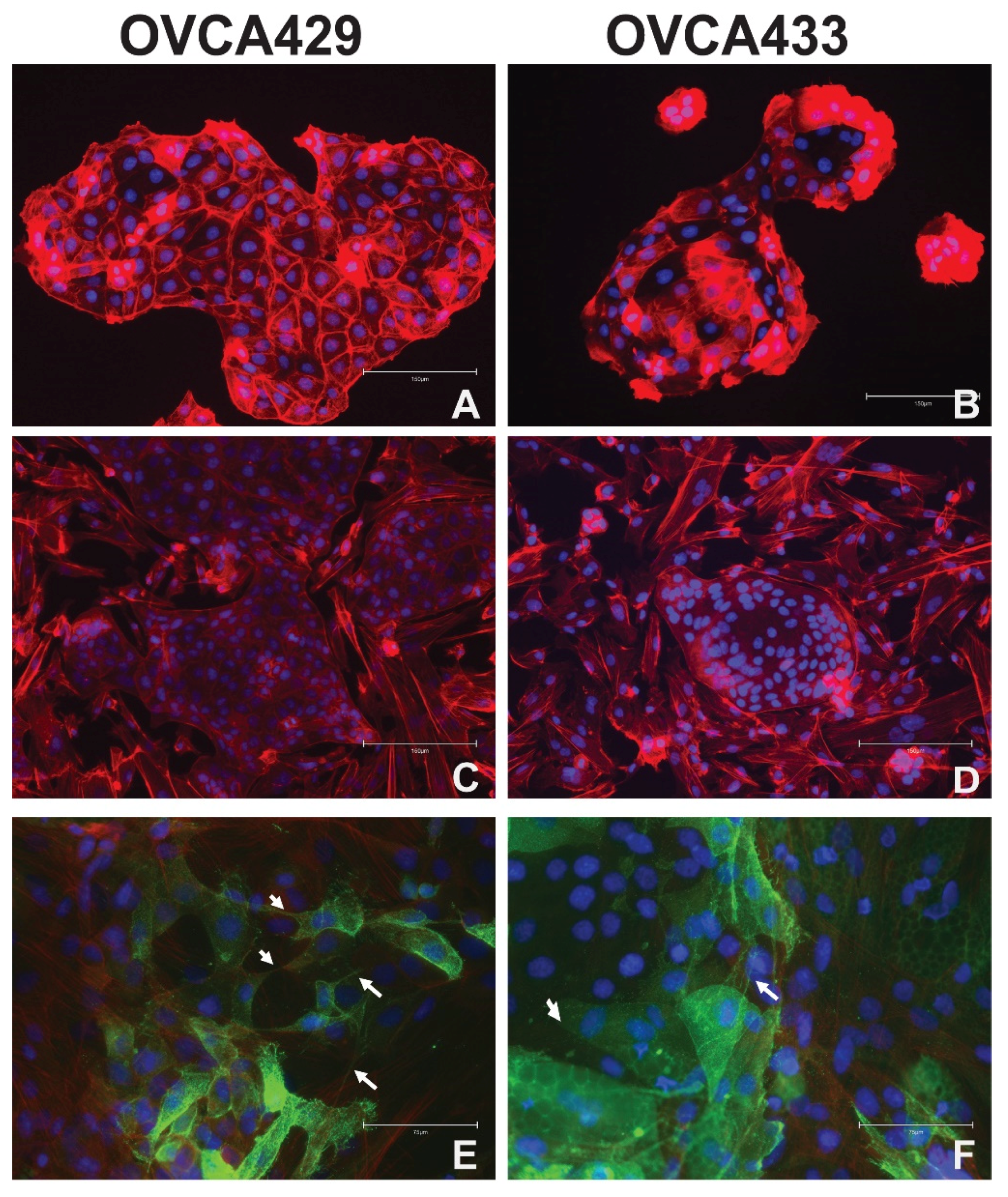 Cancers 13 00274 g001