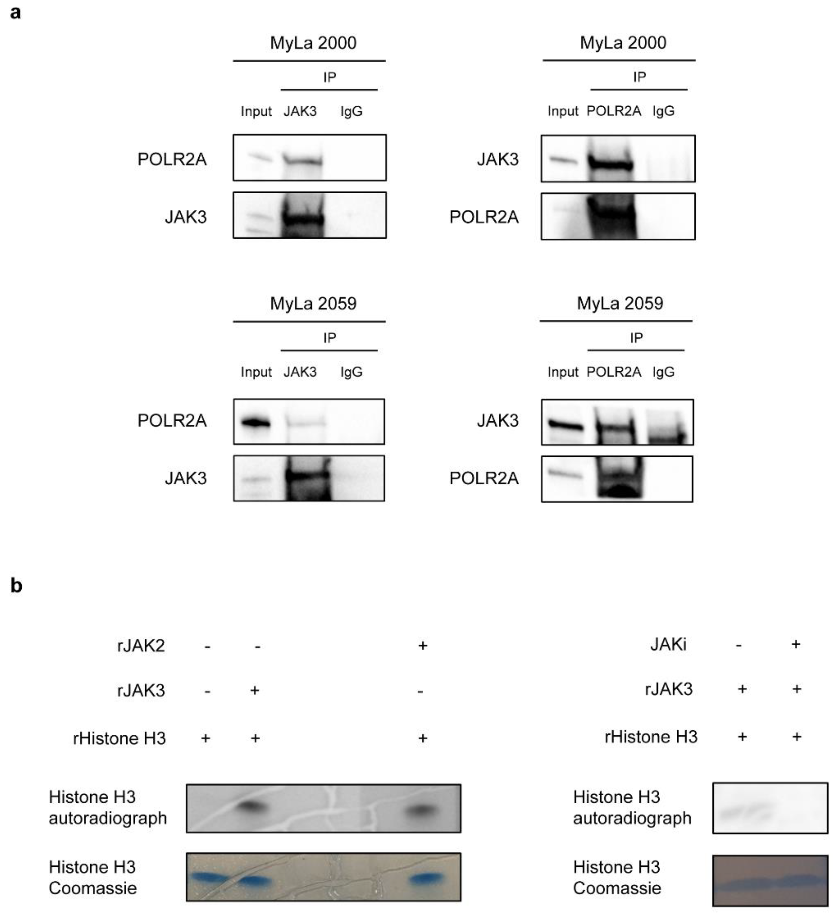 Cancers 13 00280 g005 Cancers 13 00280 g005