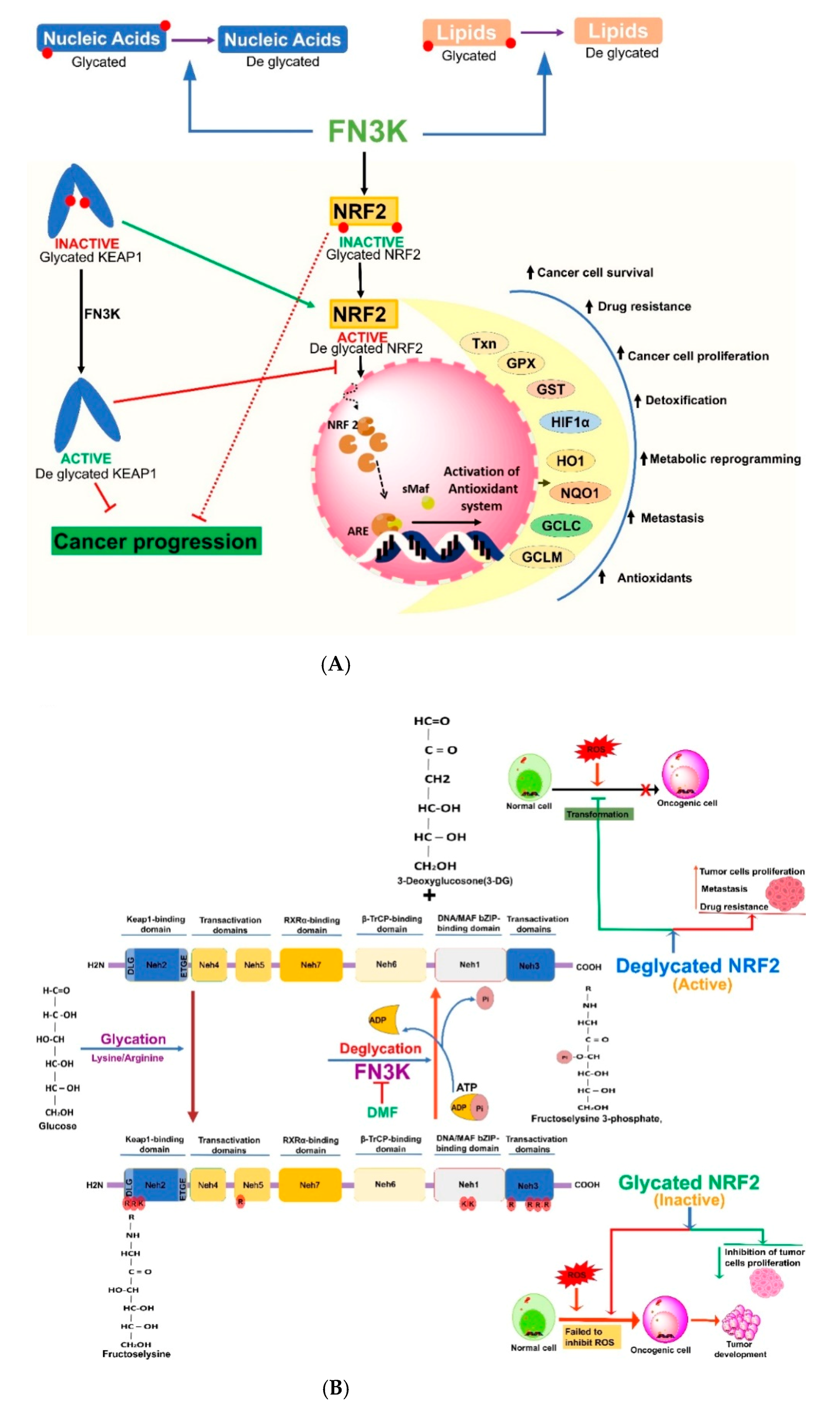 Cancers 13 00281 g003