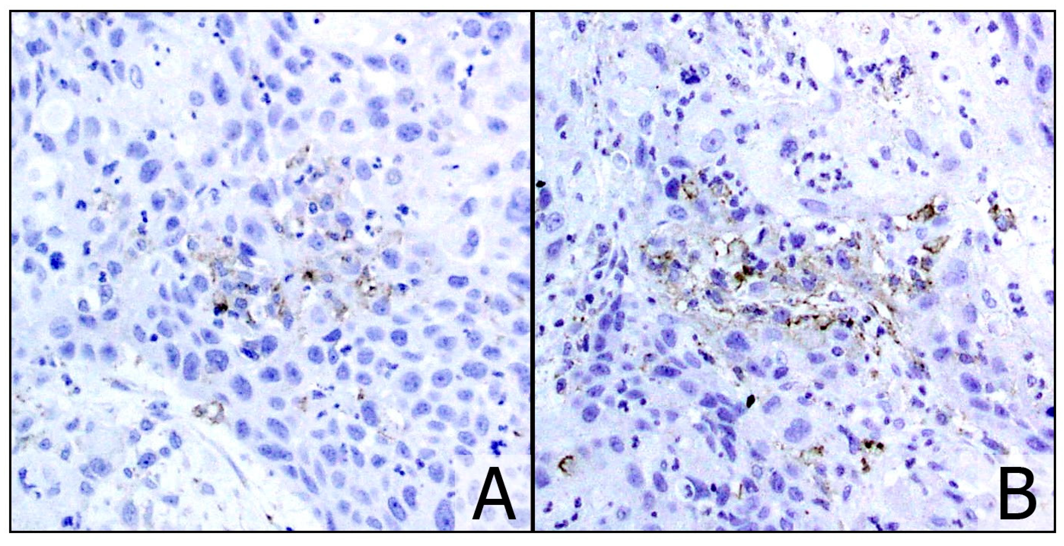 Cancers 13 00292 g001