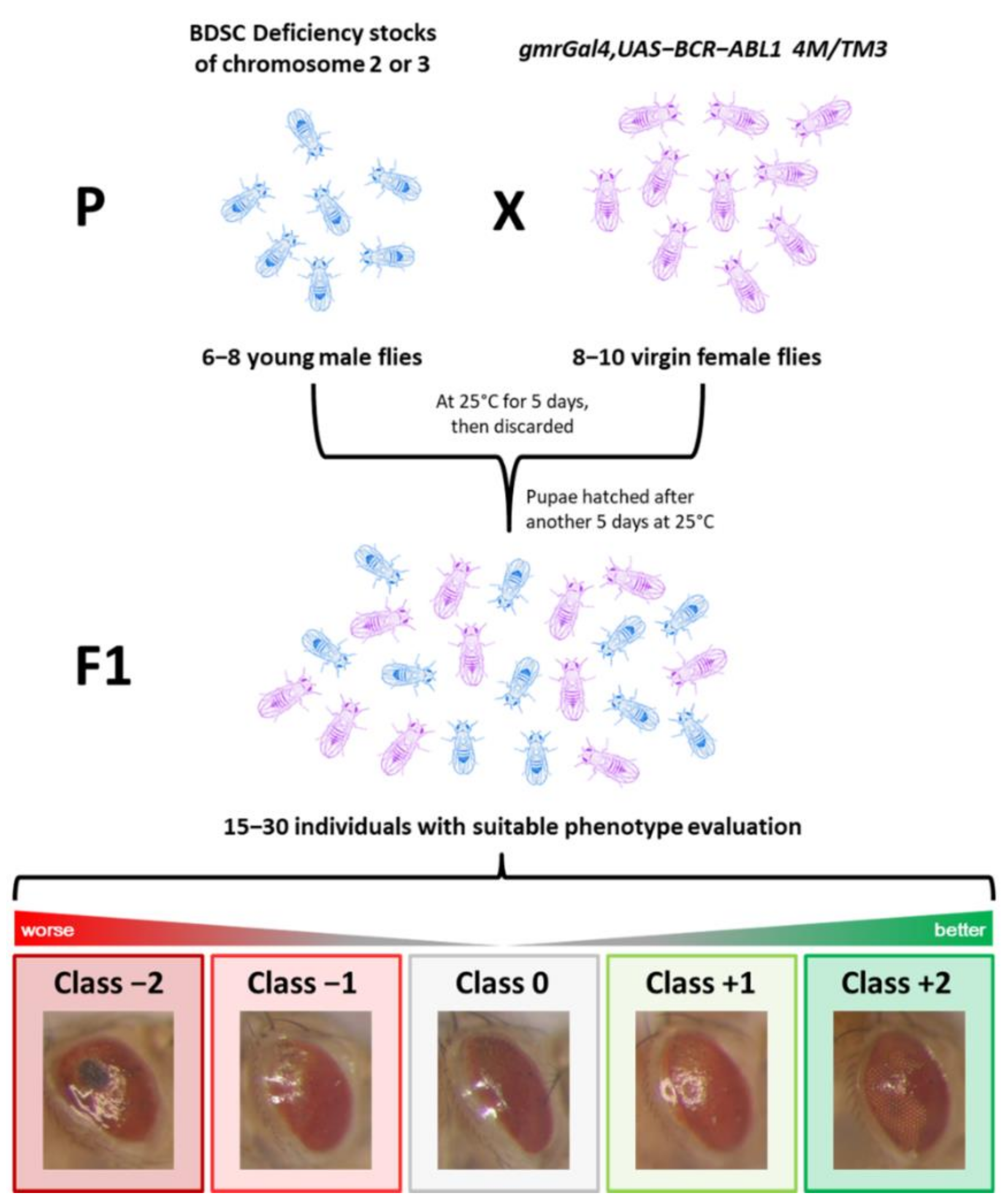 Cancers 13 00293 g001