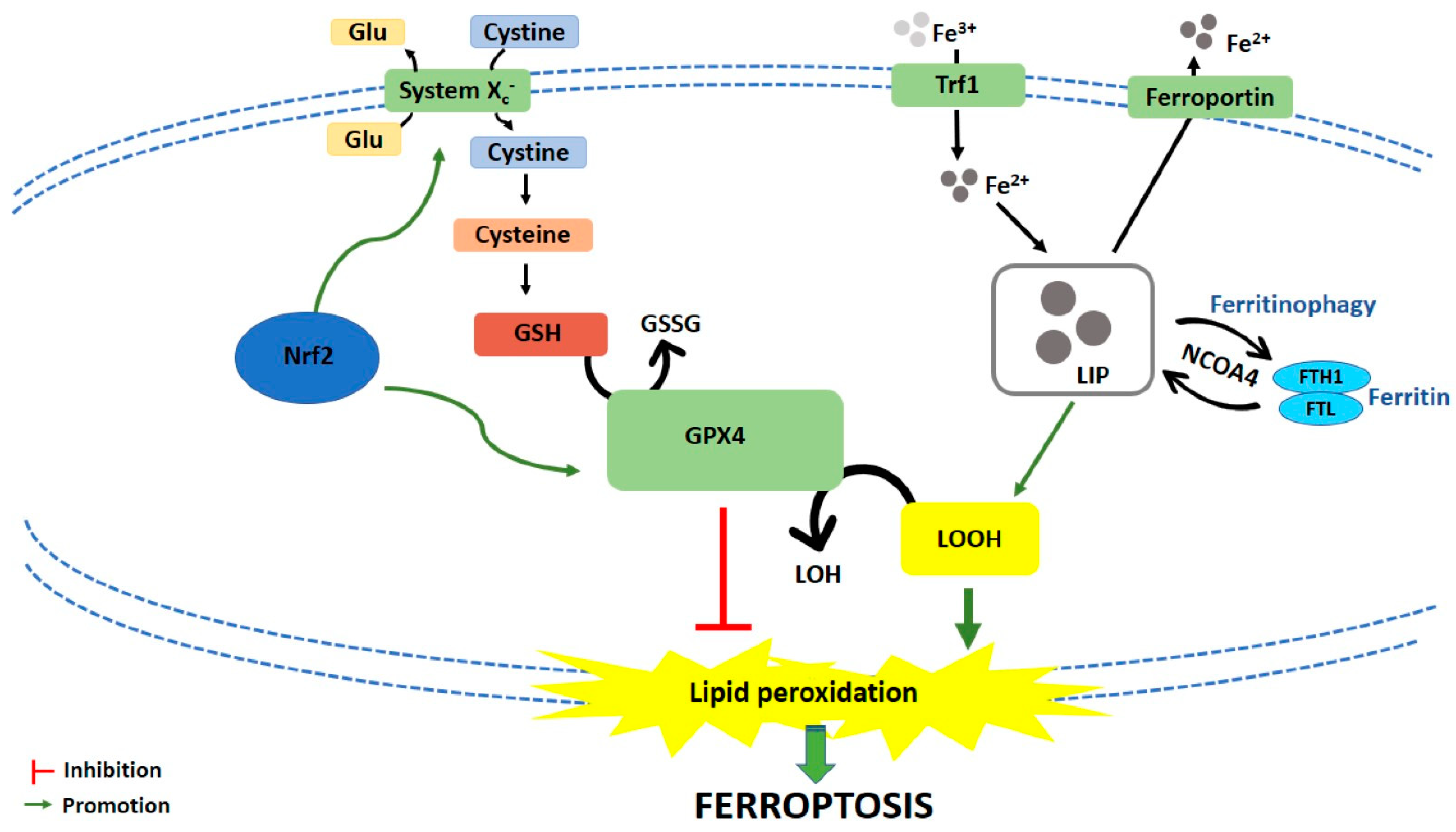 Cancers 13 00304 g001