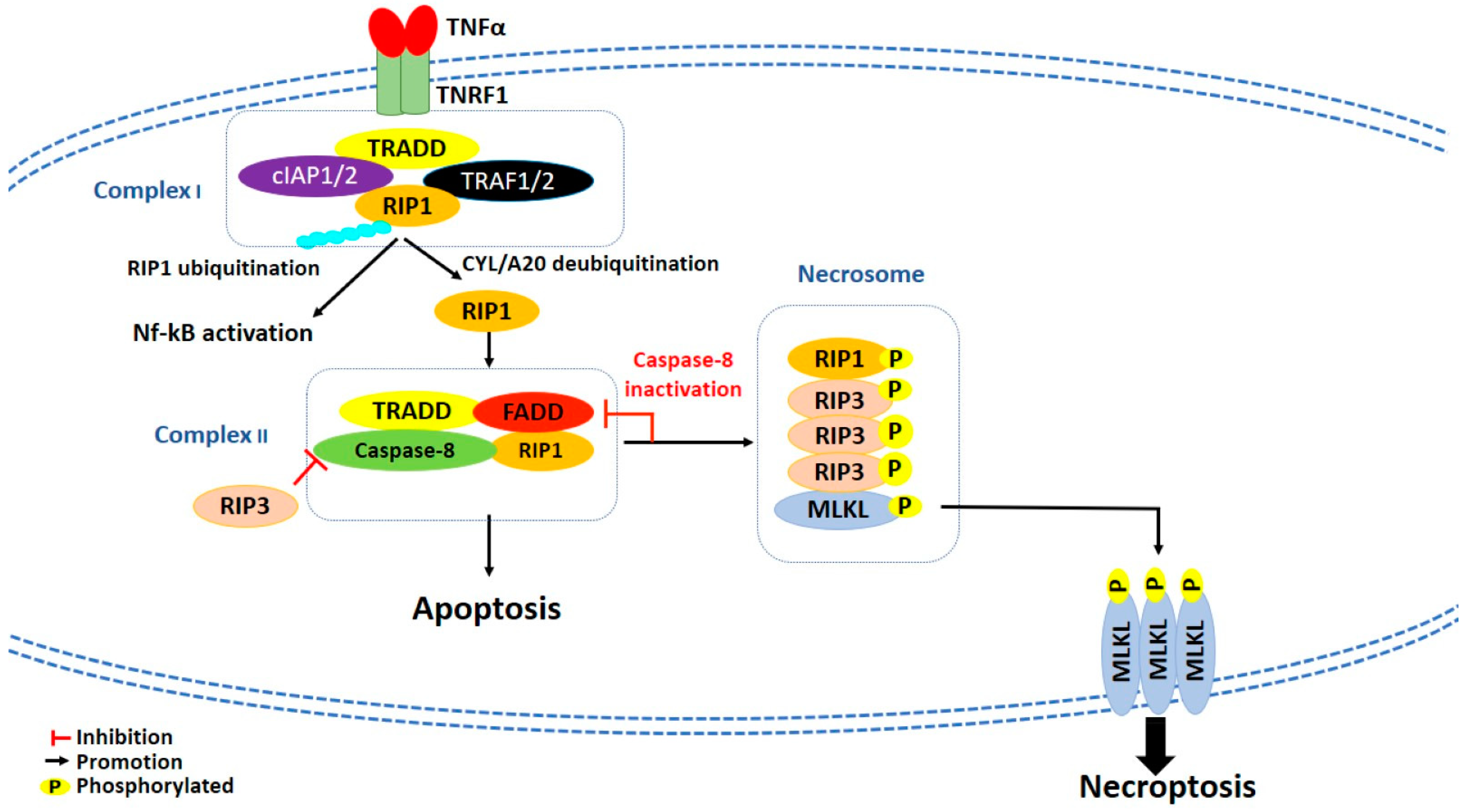 Cancers 13 00304 g002
