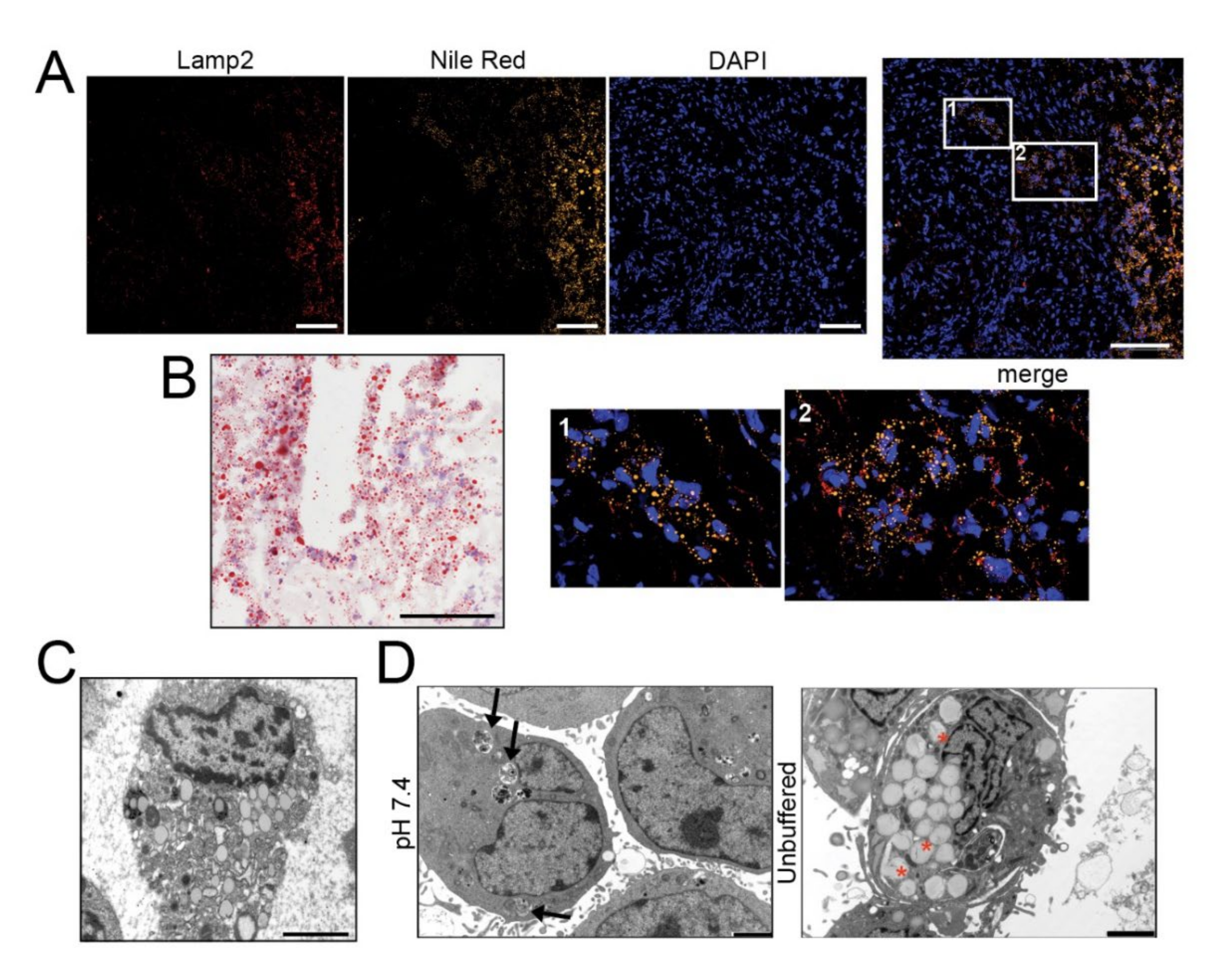 Cancers 13 00311 g001a